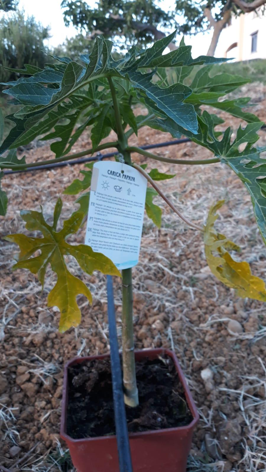 PAPAYA VARIETA CARIOCA ALBERO TROPICALE vaso 24 - 26