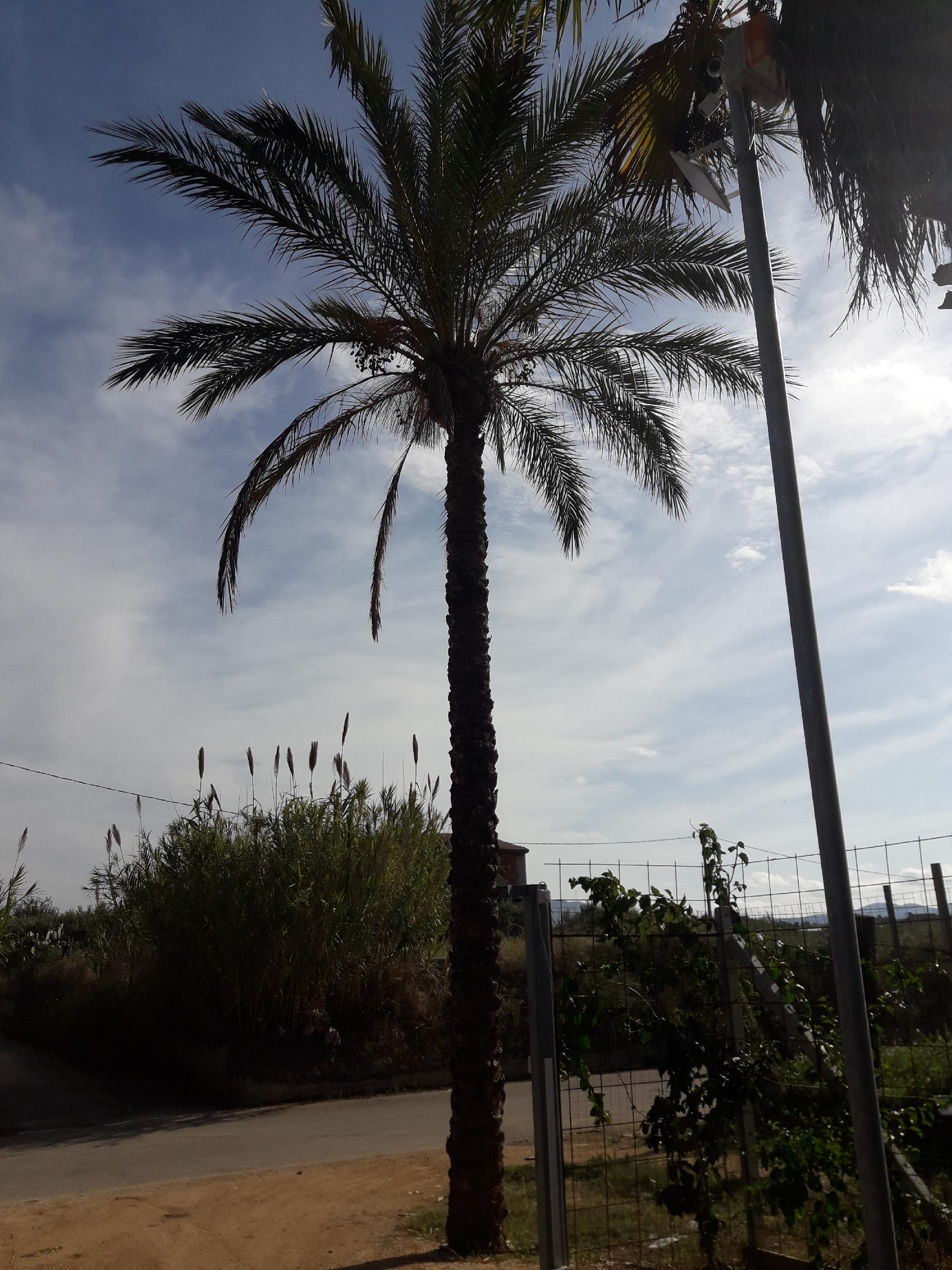 PALMA DATTILIFERA ORNAMENTALE da zolla 2mt tronco