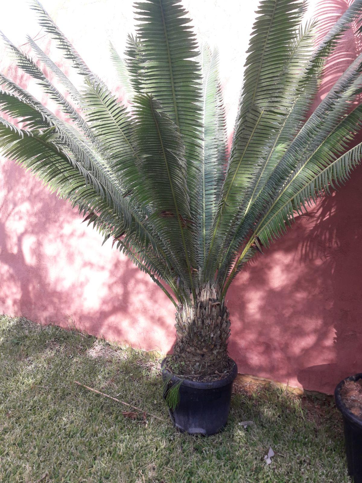 CYCAS DIOON EDULE IN VASO 35 ORNAMENTALE VASO 30