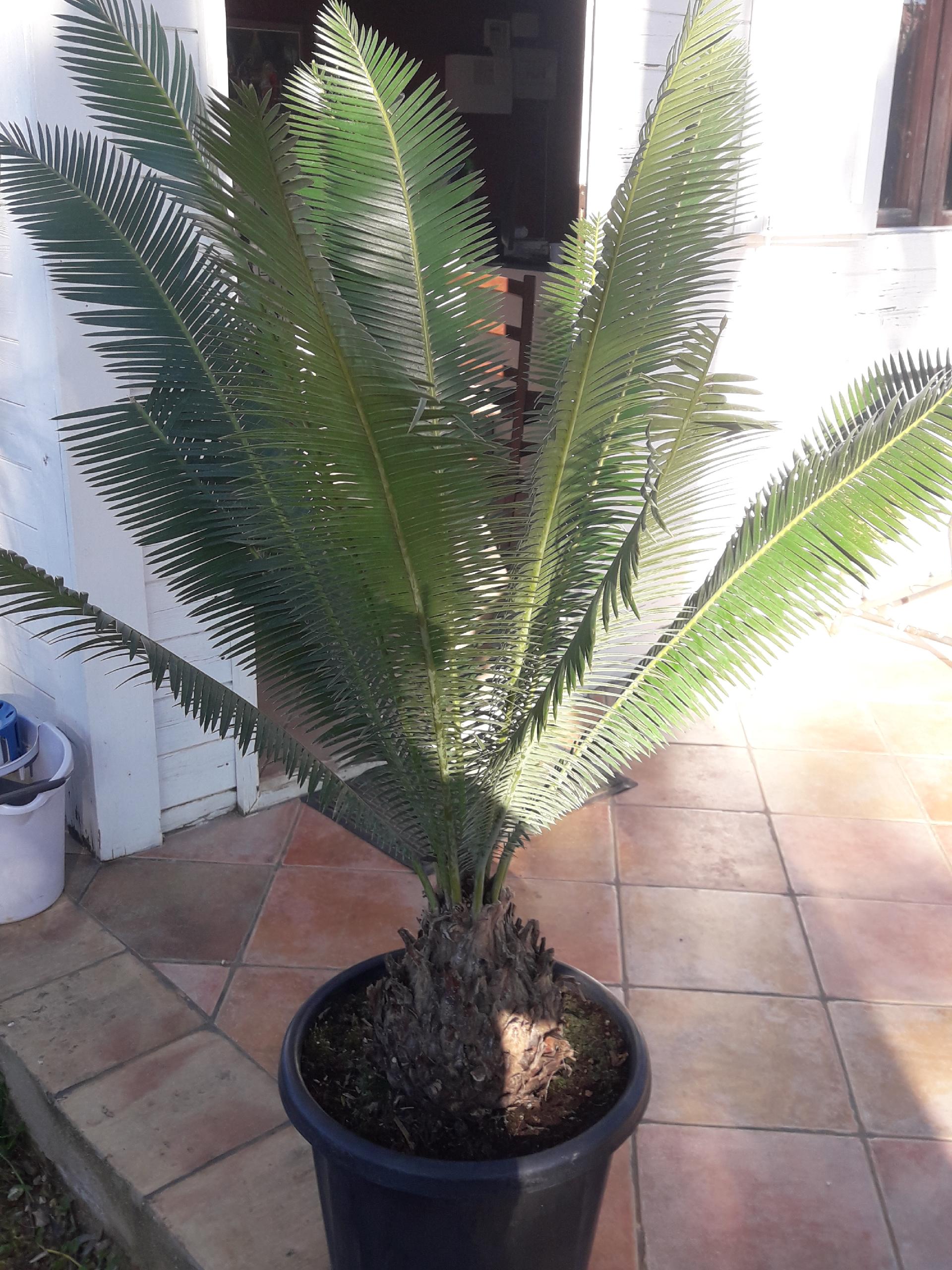 CYCAS DIOON EDULE IN VASO 35 ORNAMENTALE VASO 30