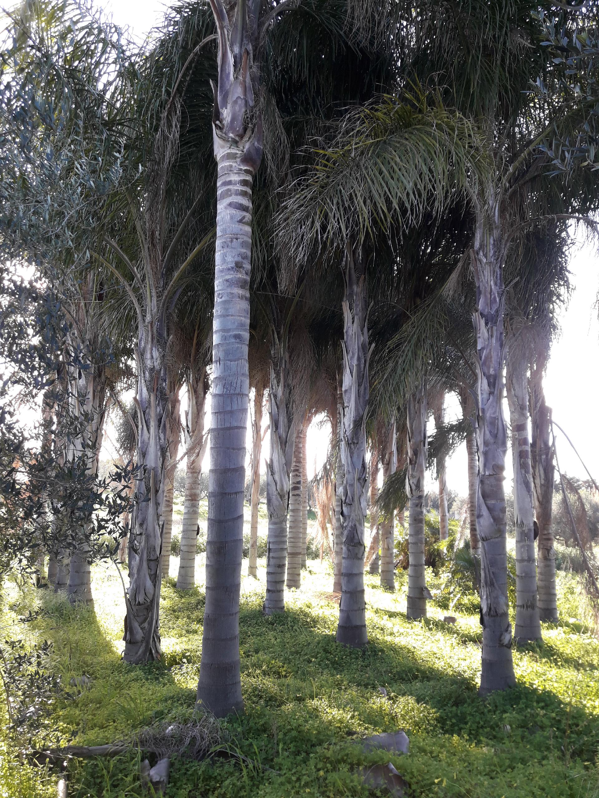 COCUS PLUMOSA DA ZOLLA ALT. 16 MT ORNAMENTALE da zolla