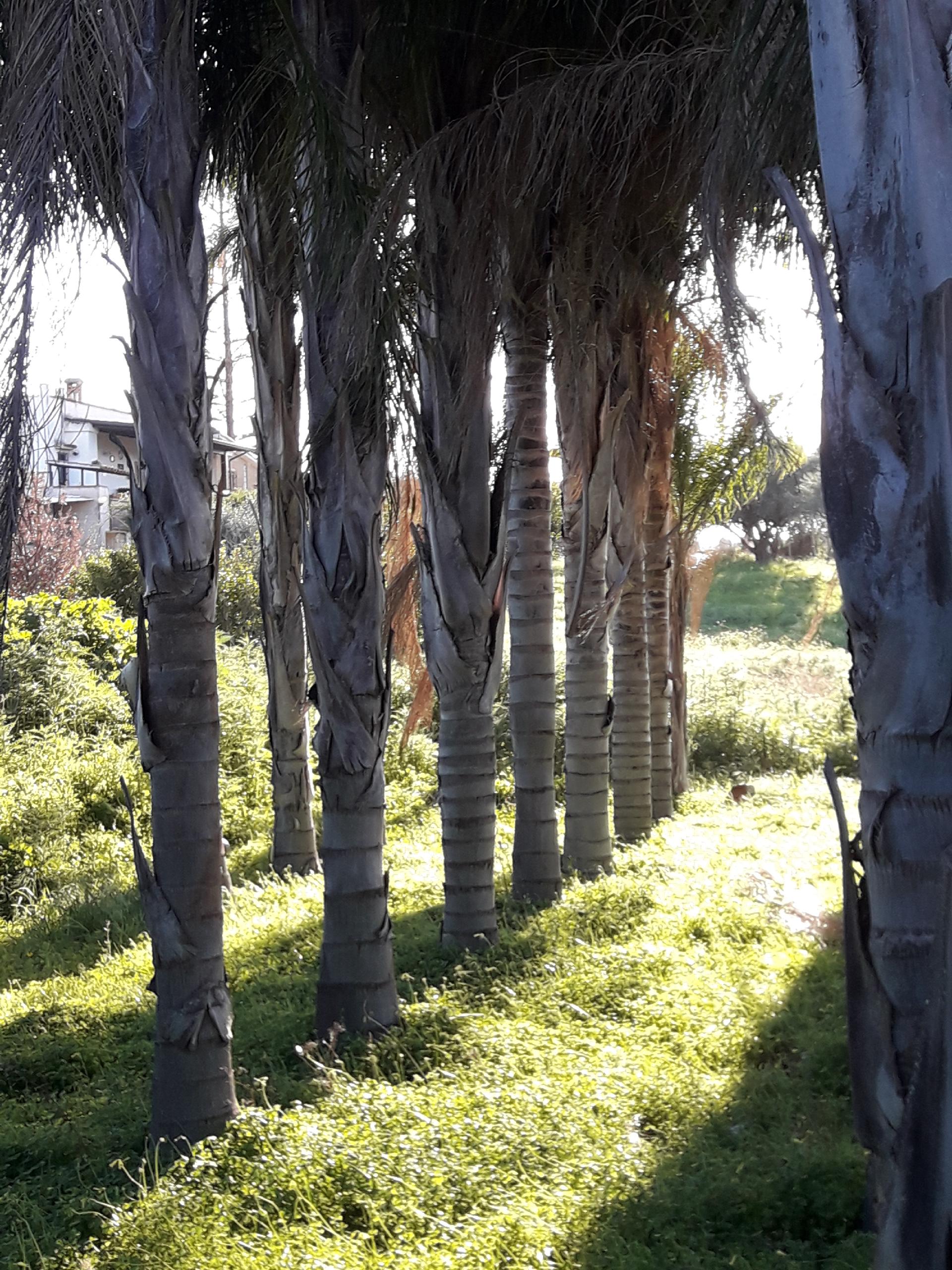COCUS PLUMOSA DA ZOLLA ALT. 16 MT ORNAMENTALE da zolla