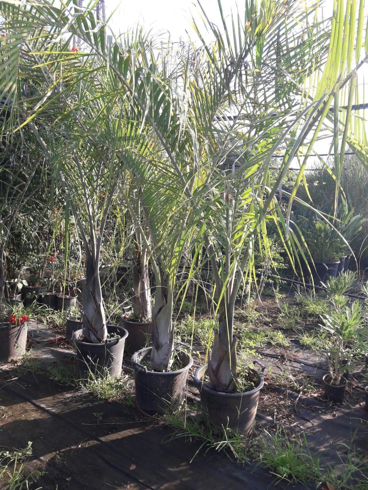 Cocus Plumosa vaso 20 ORNAMENTALE vaso 20\22