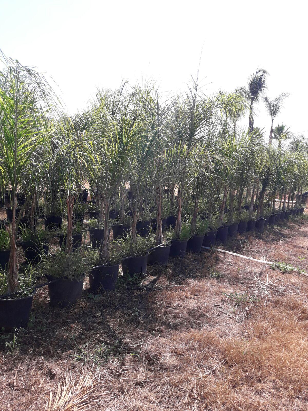Cocus Plumosa ORNAMENTALE VASO 35