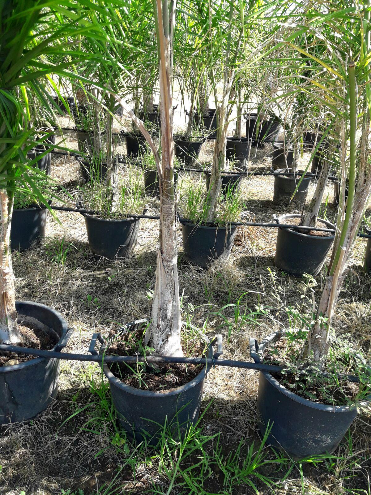 Cocus Plumosa vaso 20 ORNAMENTALE vaso 20\22