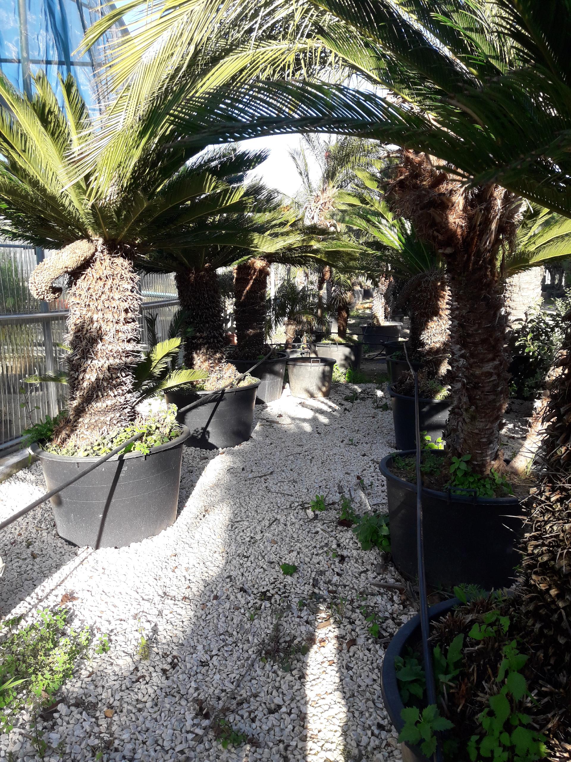 CYCAS REVOLUTA 1 MT DI TRONCO ORNAMENTALE VASO 200 L