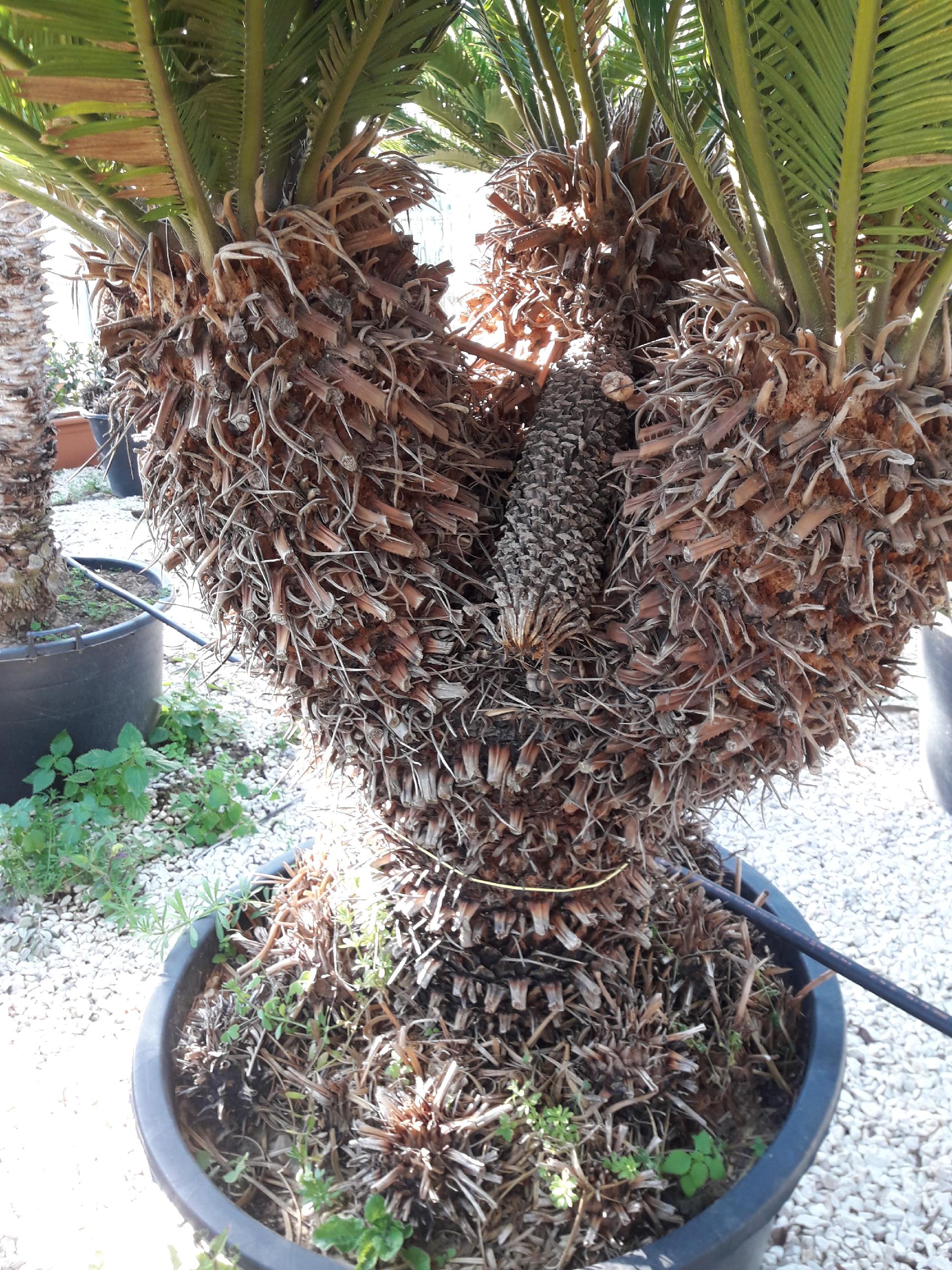 CYCAS REVOLUTA 1 MT DI TRONCO ORNAMENTALE VASO 200 L