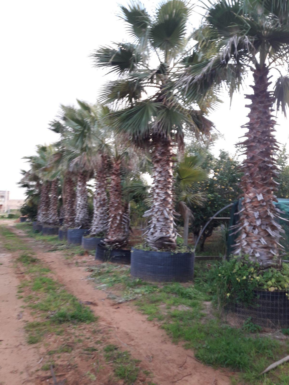Washingtonia Robusta ORNAMENTALE IN ZOLLA- ALT-DA 5 - 6 MT-TRONCO + CHIOMA
