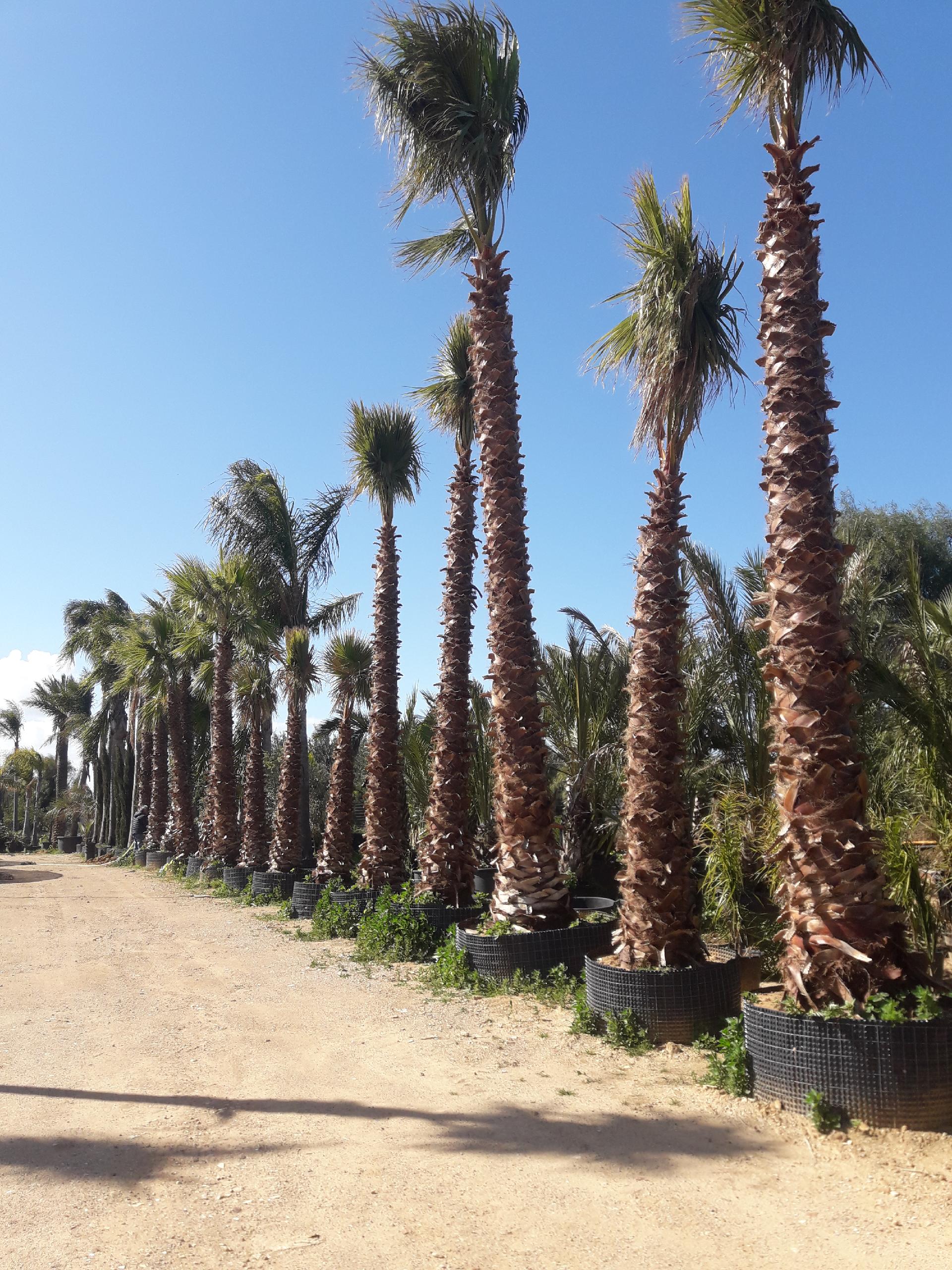 Washingtonia Robusta ORNAMENTALE IN ZOLLA- ALT-DA 5 - 6 MT-TRONCO + CHIOMA