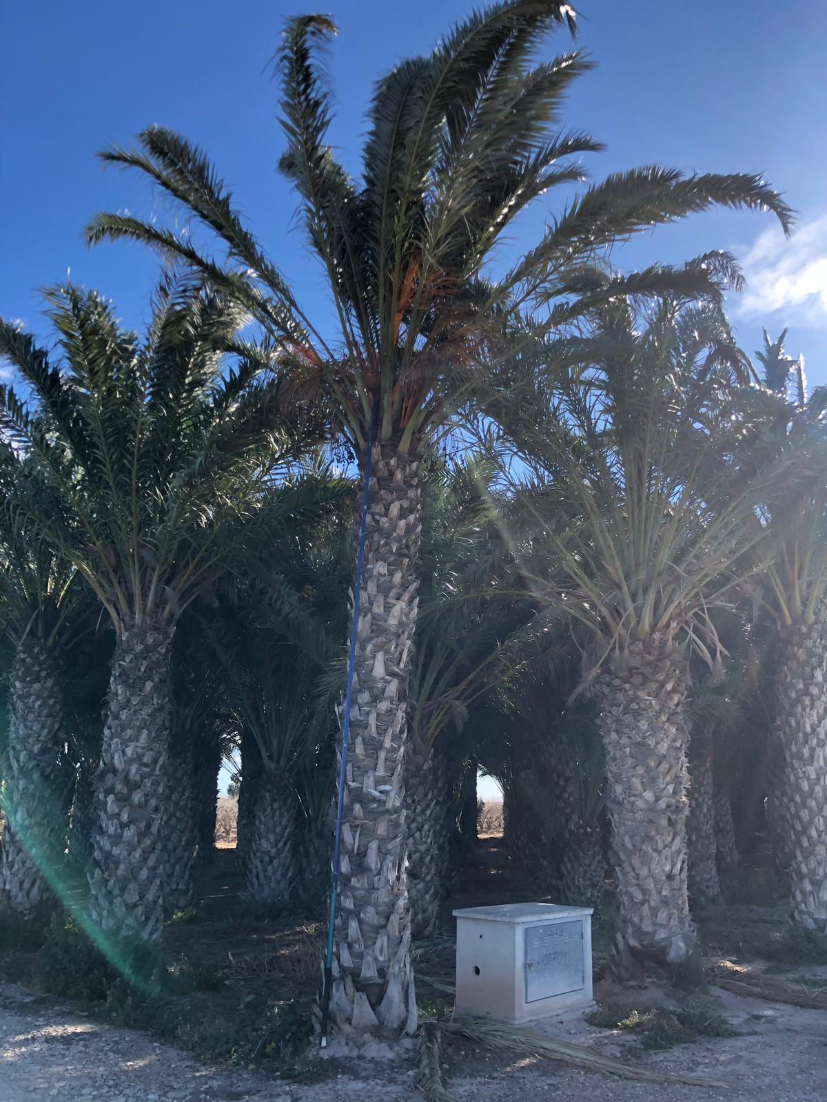 PALMA DATTILIFERA ORNAMENTALE da zolla 2mt tronco