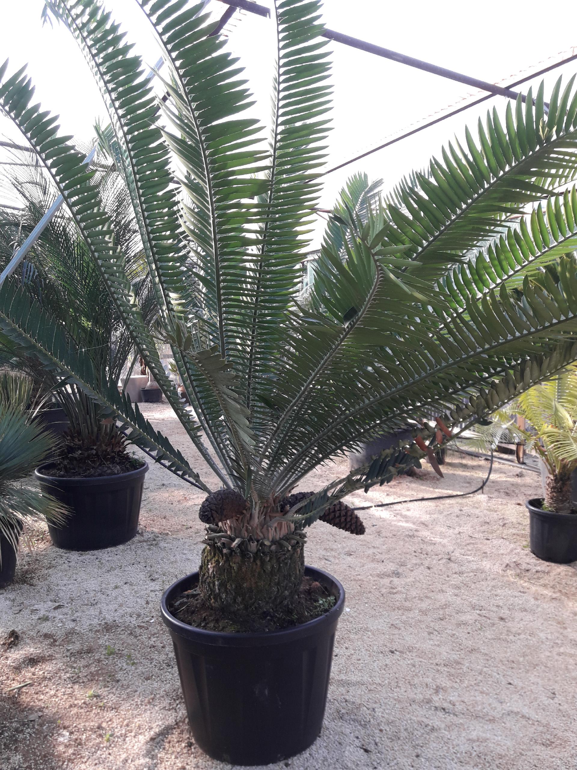 CYCAS ENCEPHALARTOS PTEROGONUS ORNAMENTALE VASO 200 L