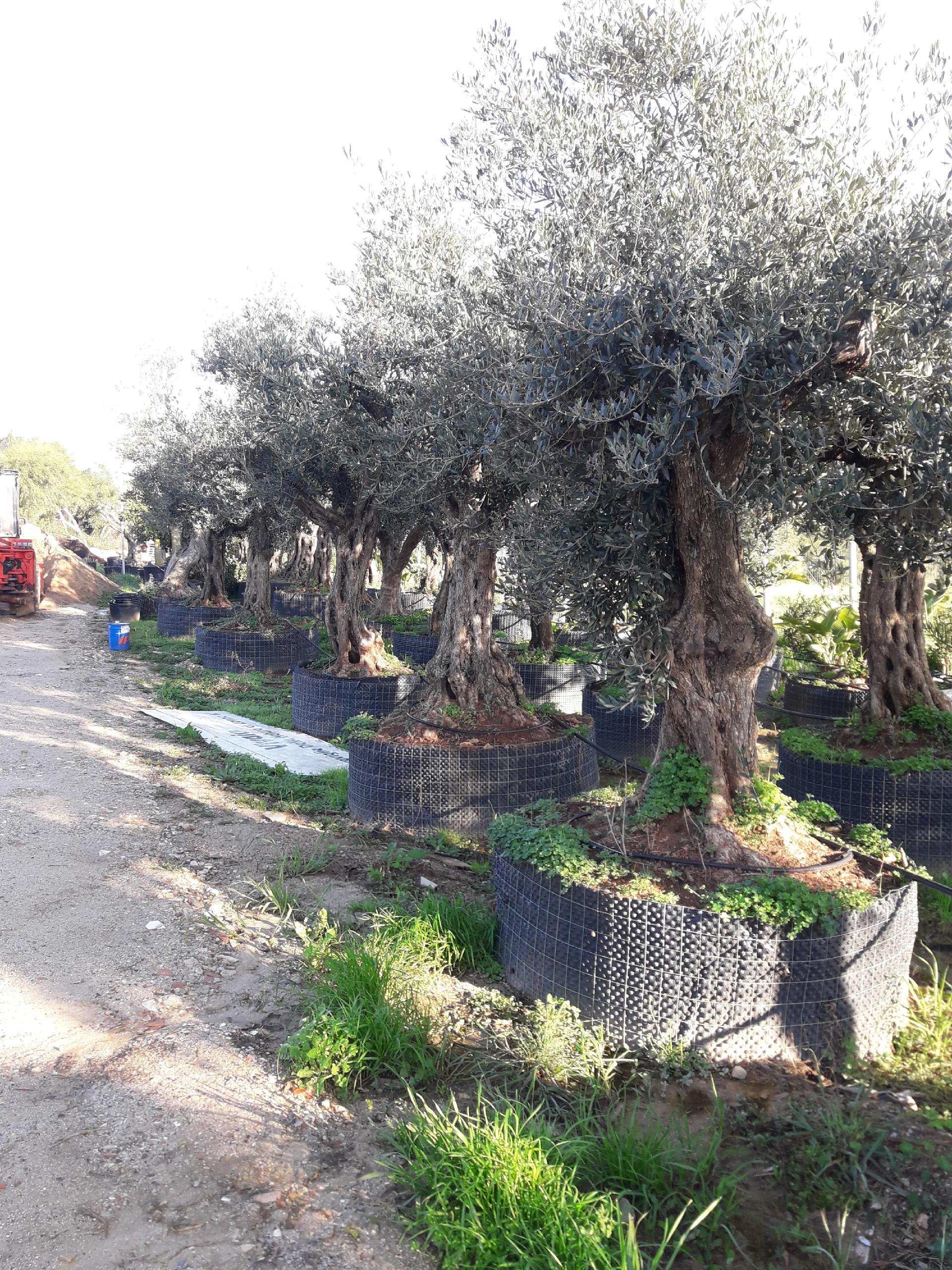 Ulivo Secolare ALBERO SECOLARE IN ZOLLA