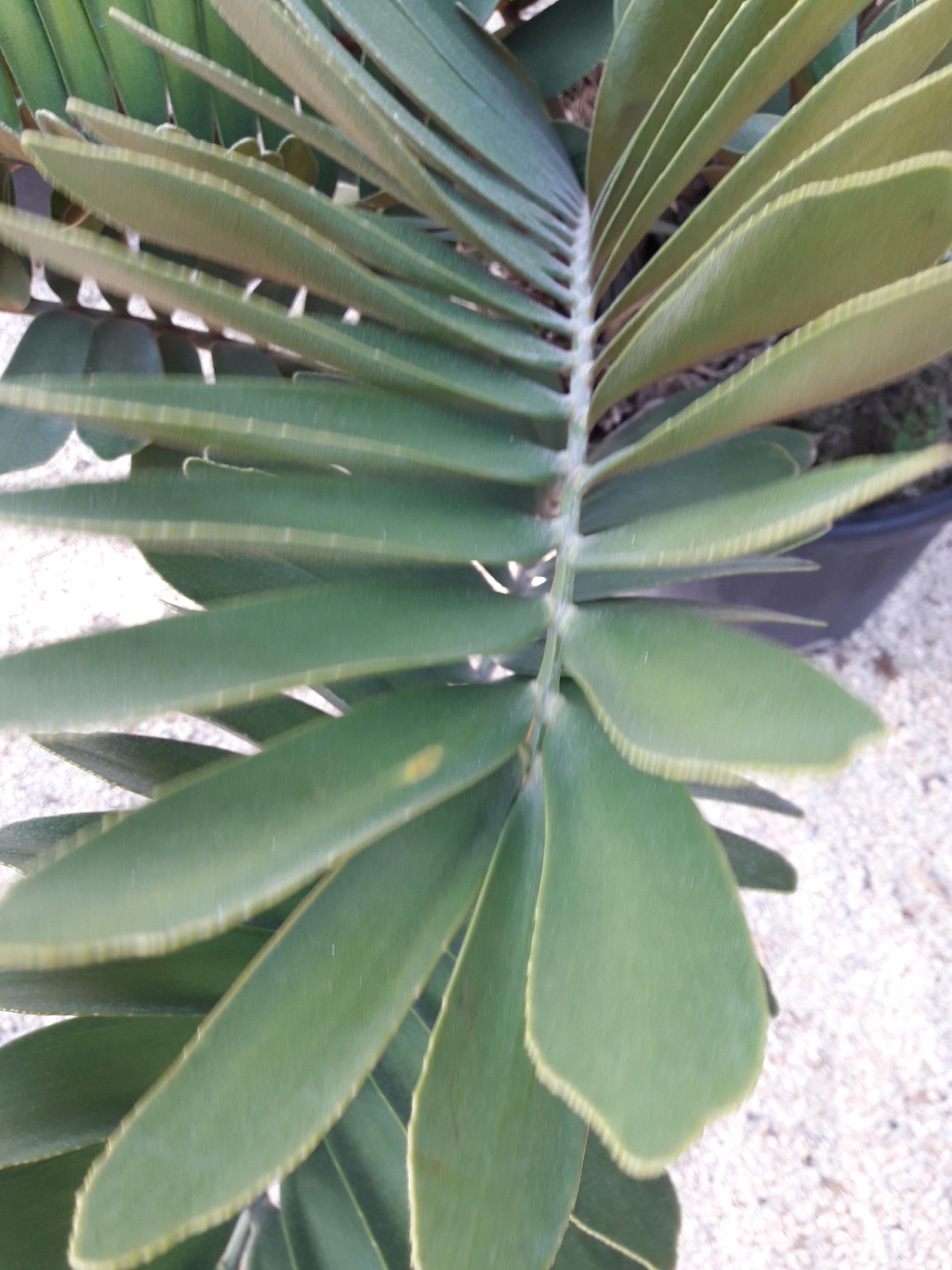 CYCAS MACRO FURFURACEA