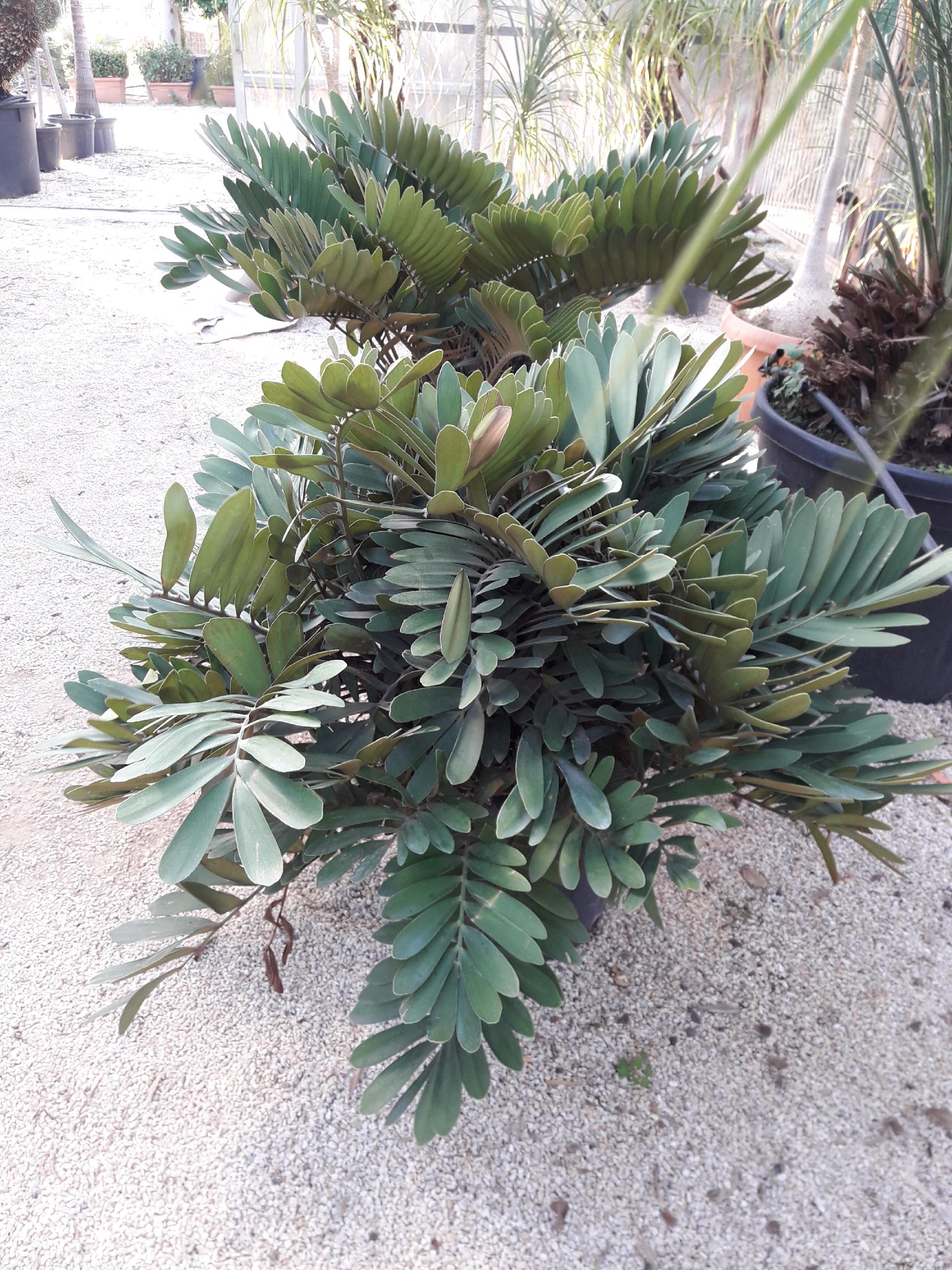 CYCAS MACRO FURFURACEA
