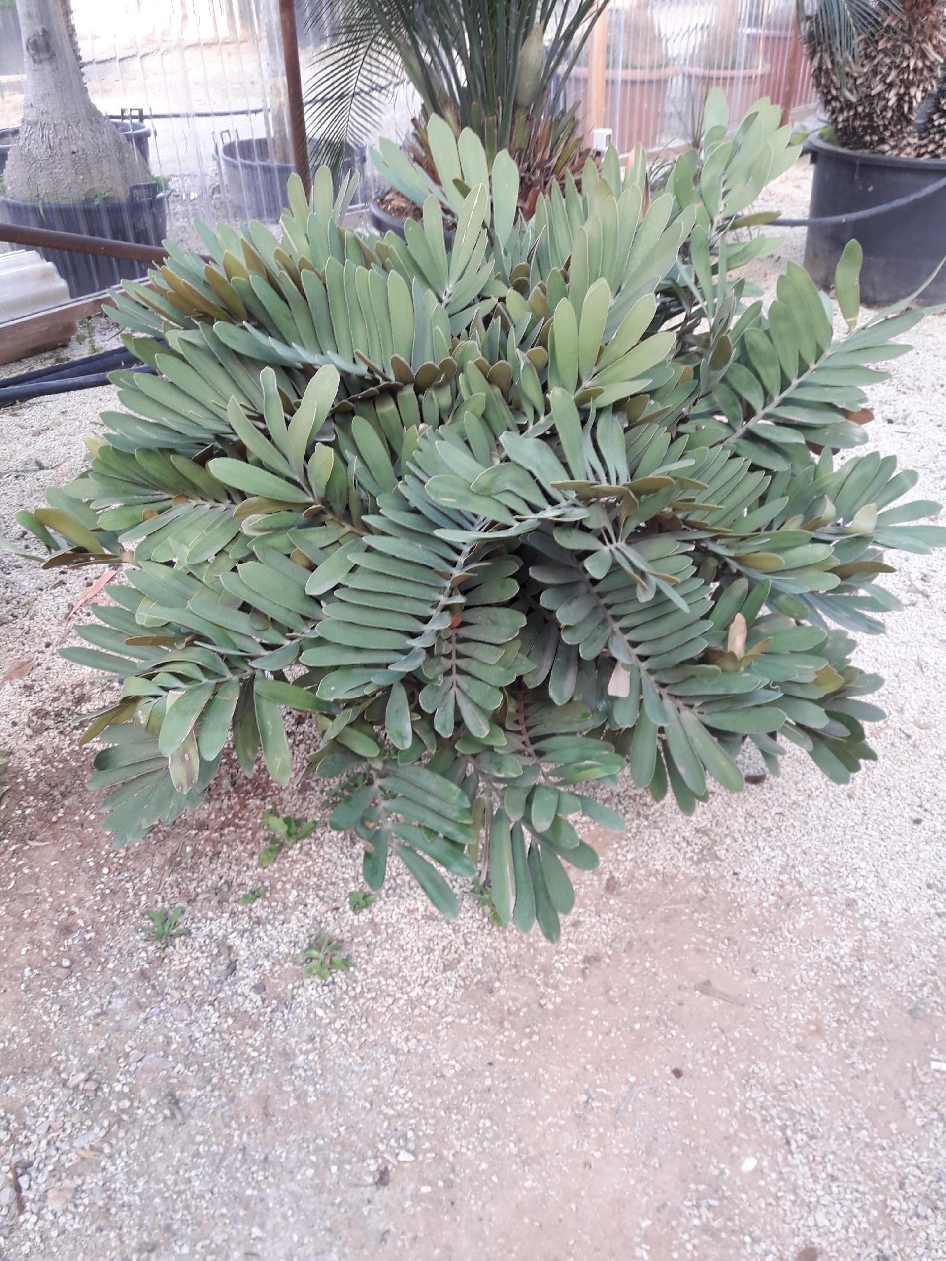 CYCAS MACRO FURFURACEA