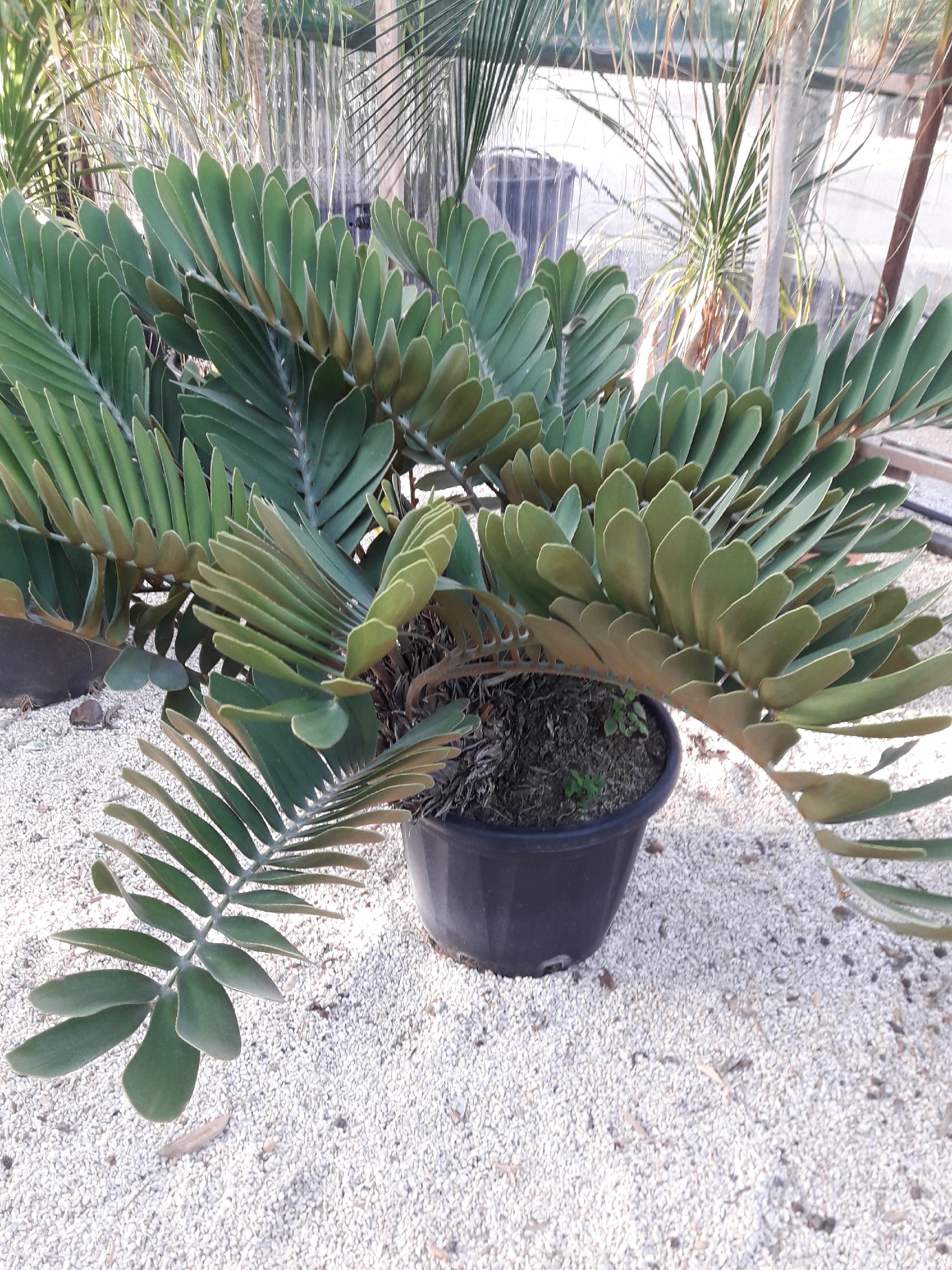 CYCAS MACRO FURFURACEA