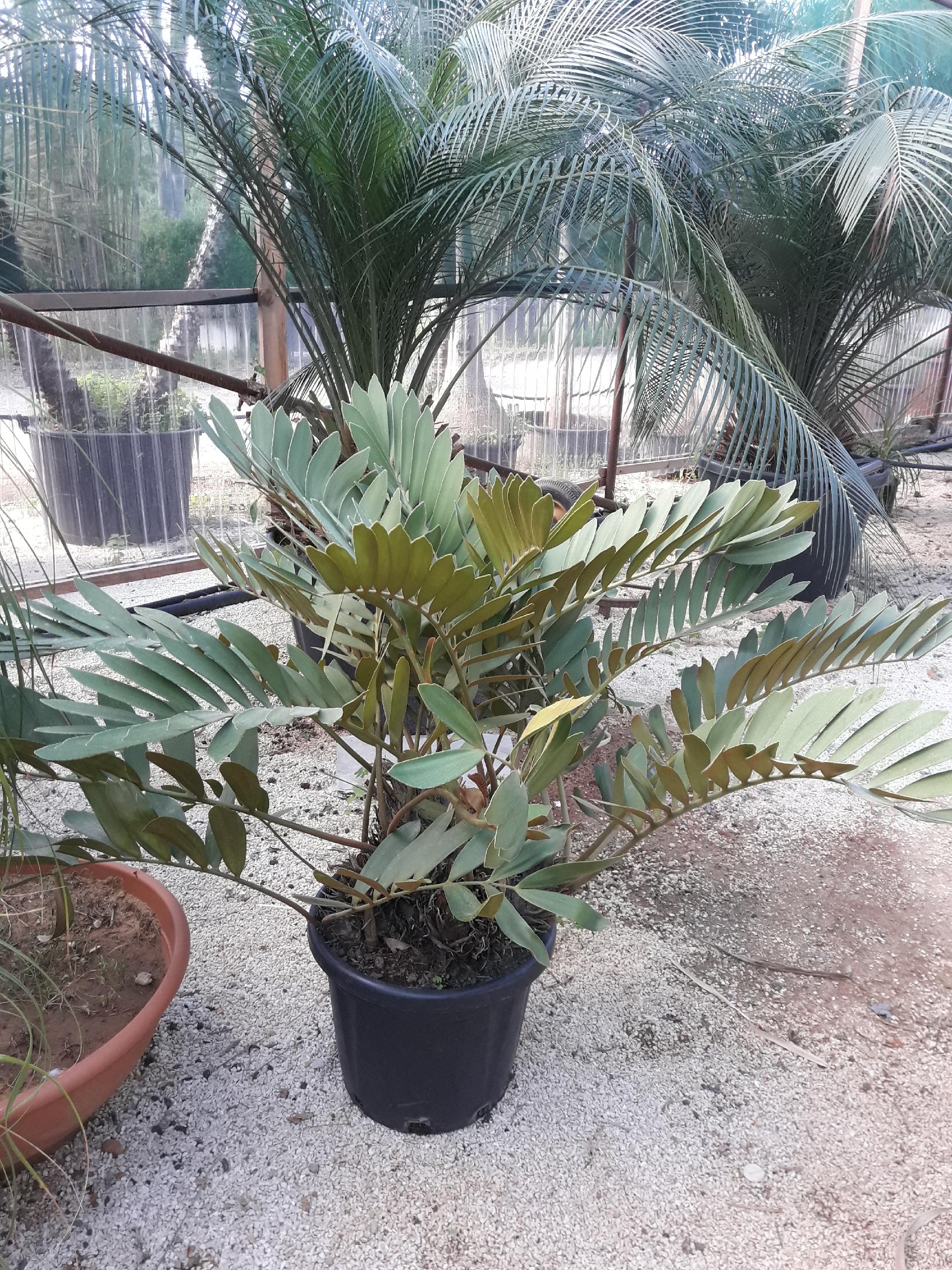 CYCAS MACRO FURFURACEA