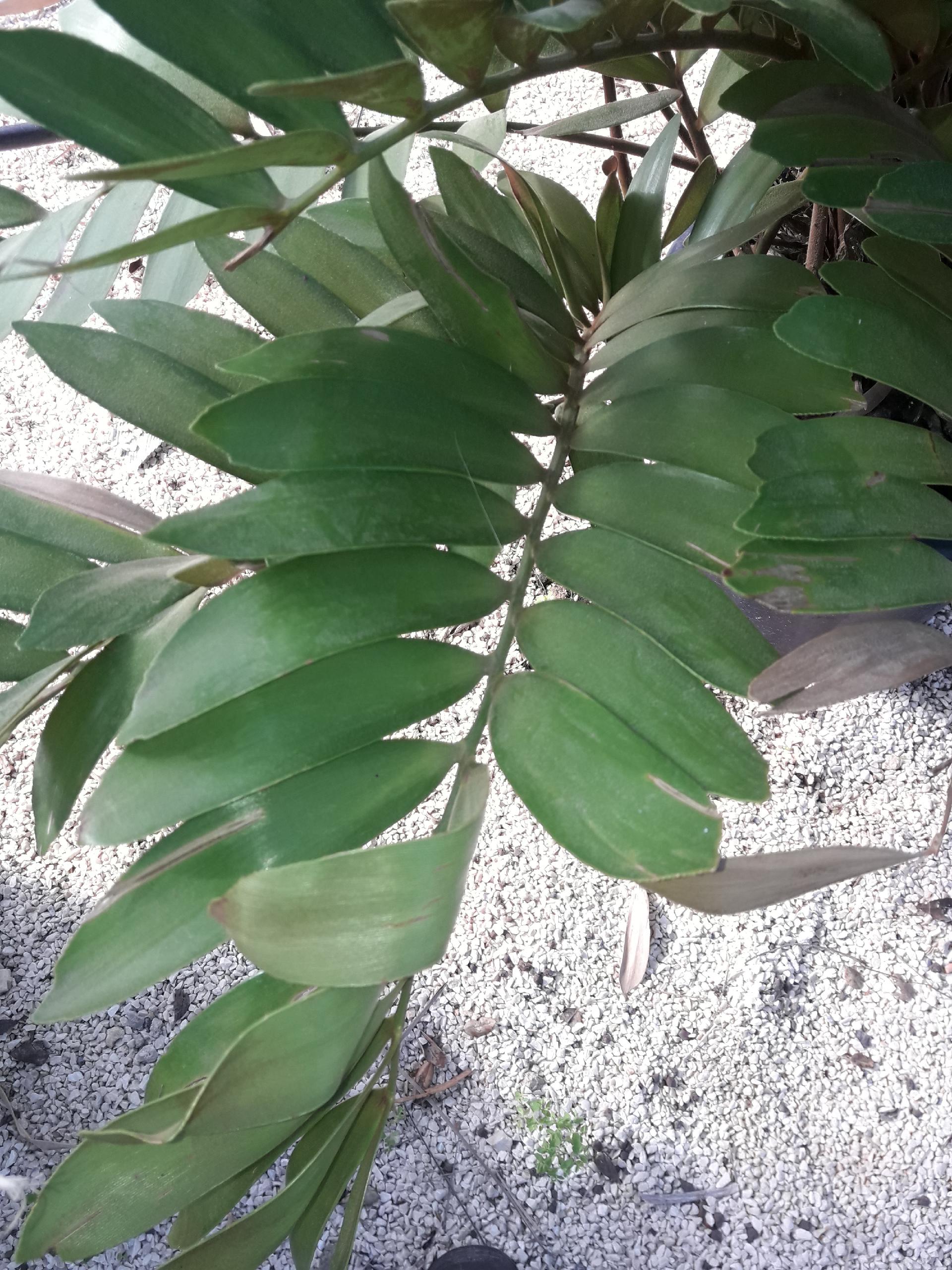 CYCAS MACRO FURFURACEA