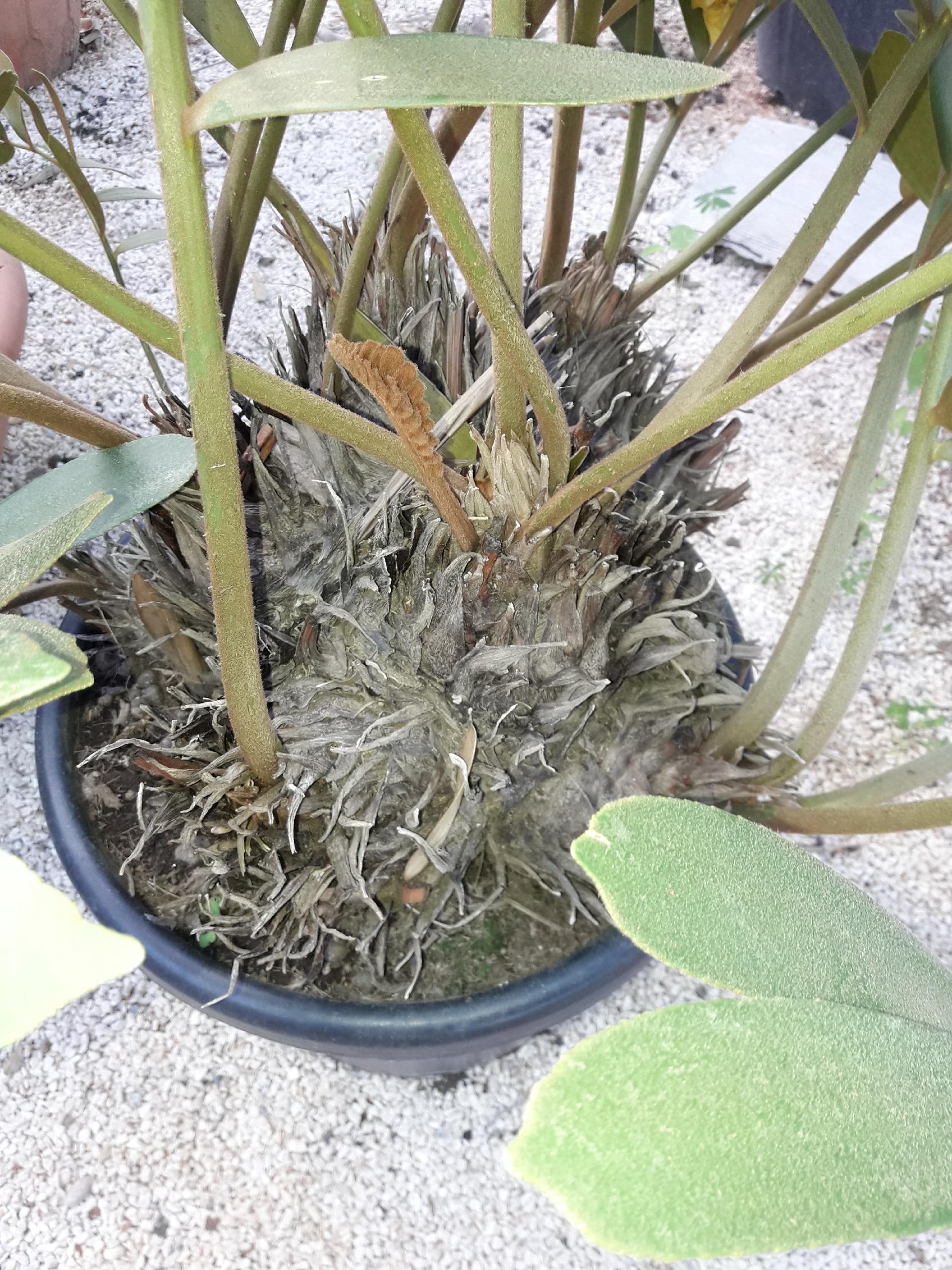 CYCAS MACRO FURFURACEA
