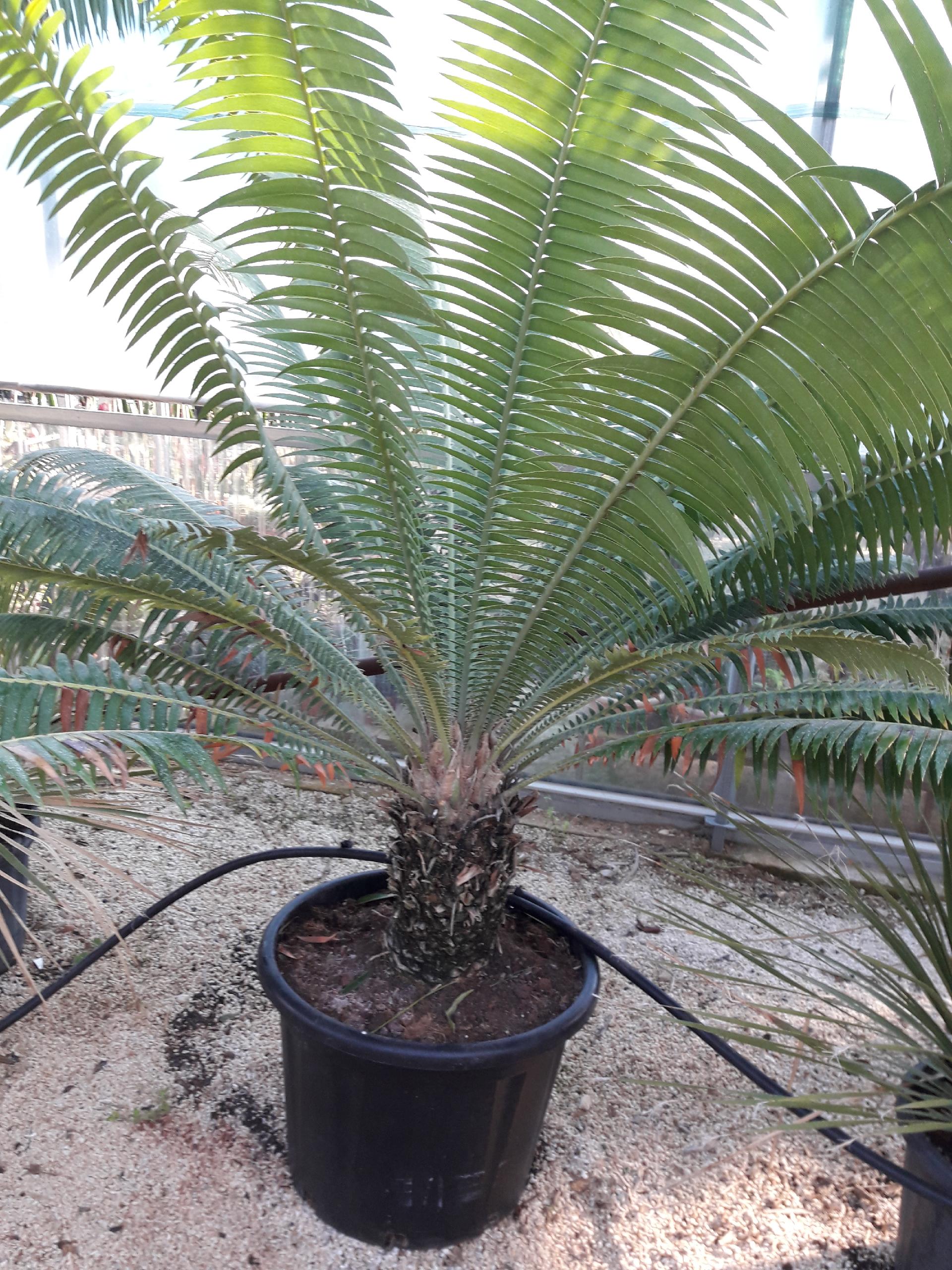 CYCAS DIOON ORNAMENTALE VASO 40 - 50