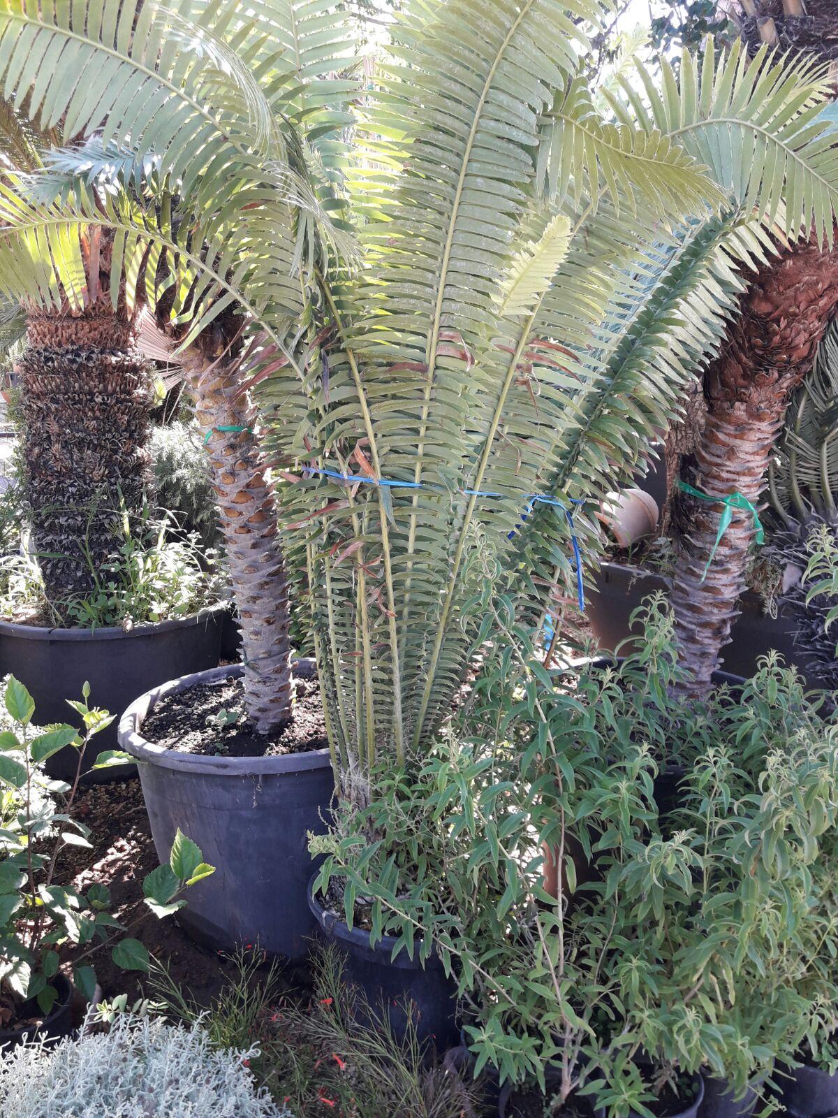 CYCAS DIOON ORNAMENTALE VASO 40 - 50