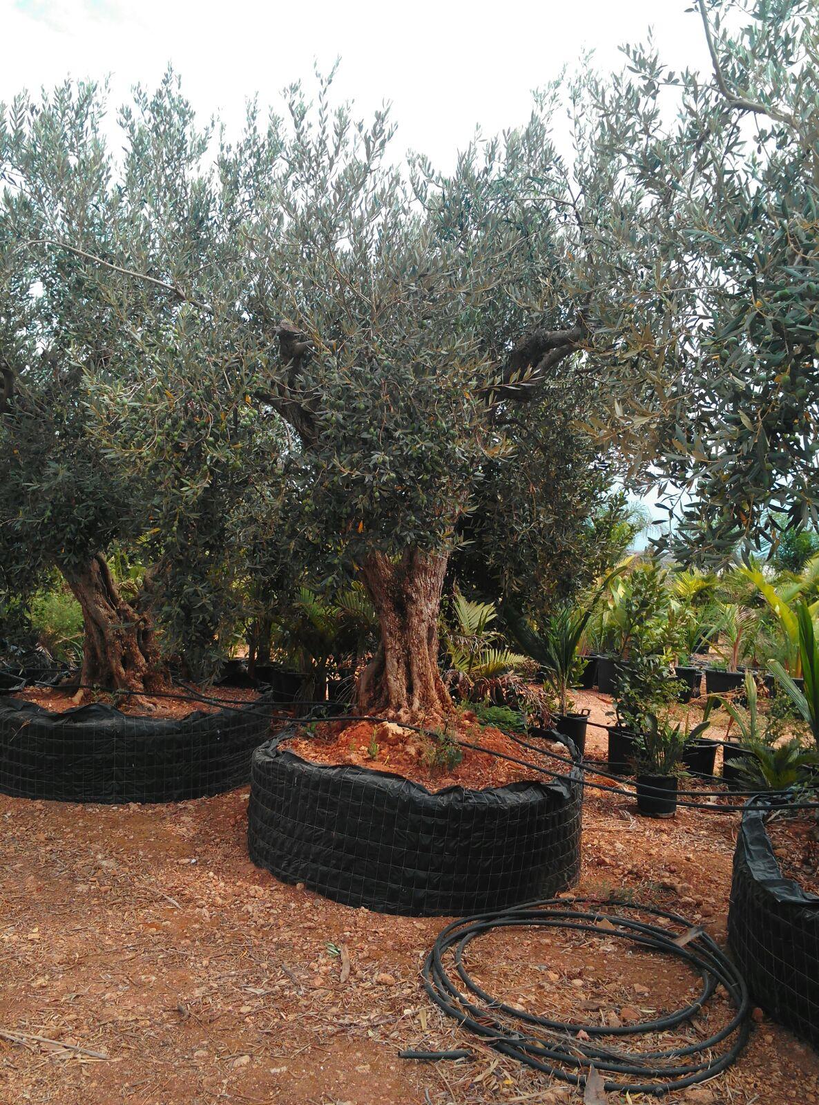 Ulivo Secolare ALBERO SECOLARE IN ZOLLA