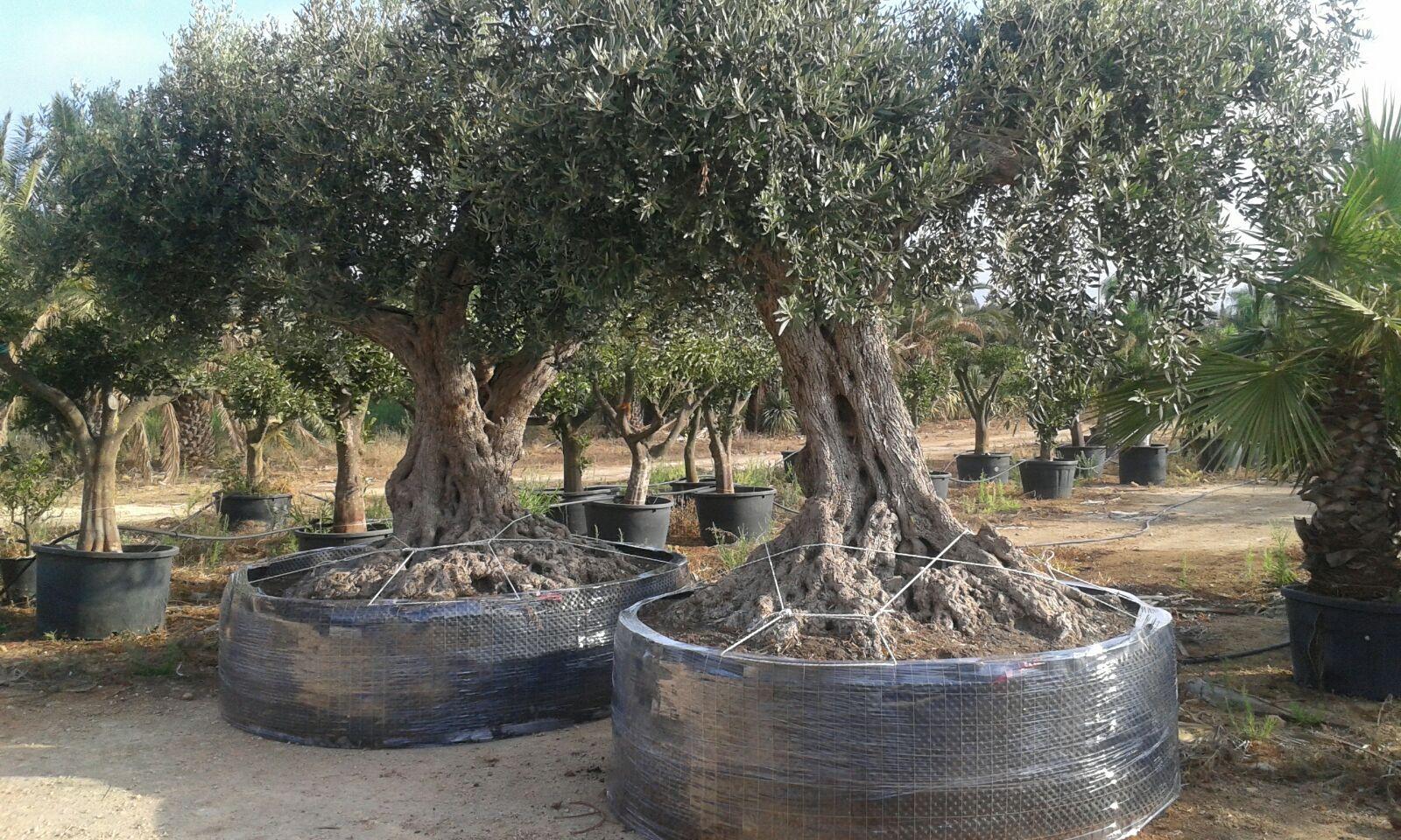 Ulivo Secolare ALBERO SECOLARE IN ZOLLA