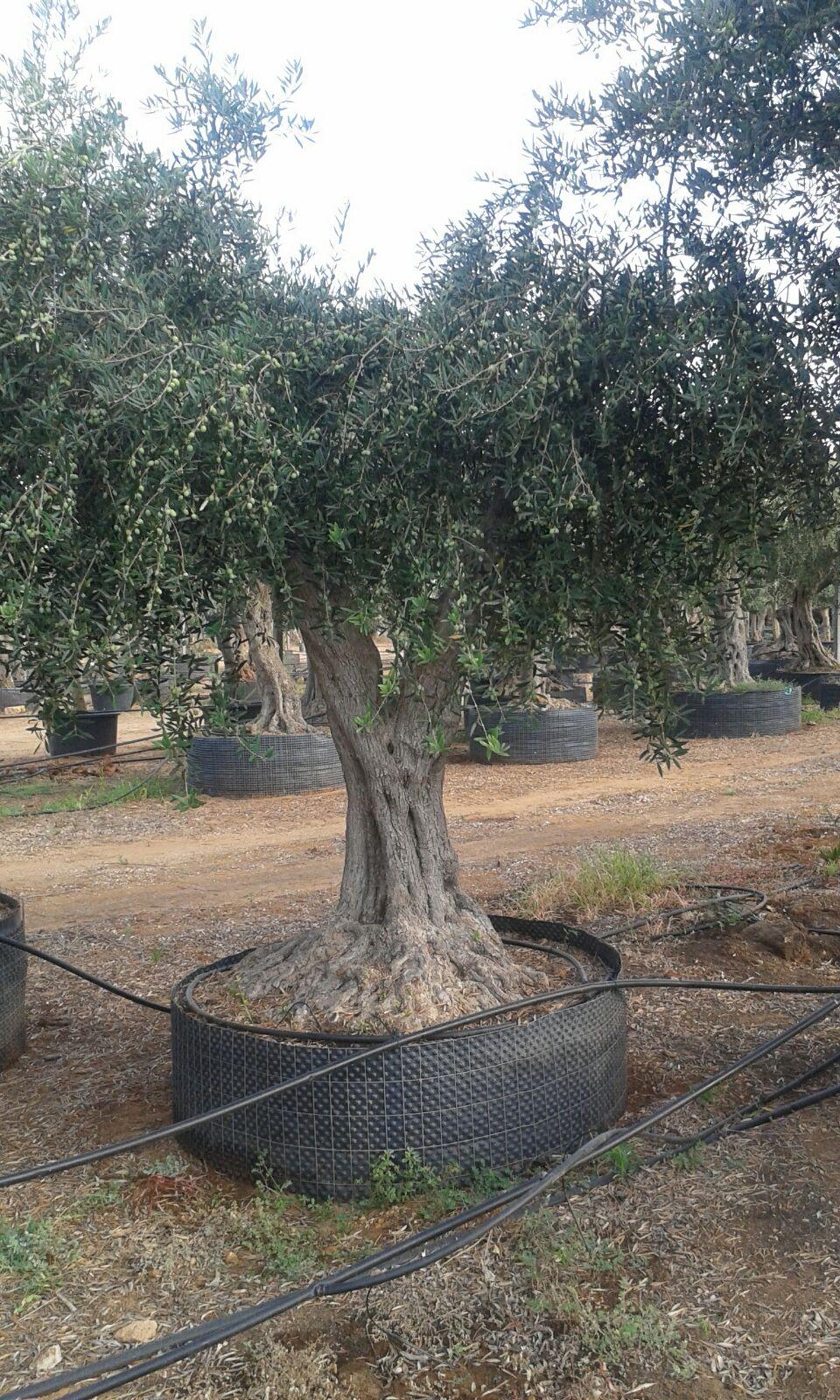 Ulivo Secolare ALBERO SECOLARE IN ZOLLA