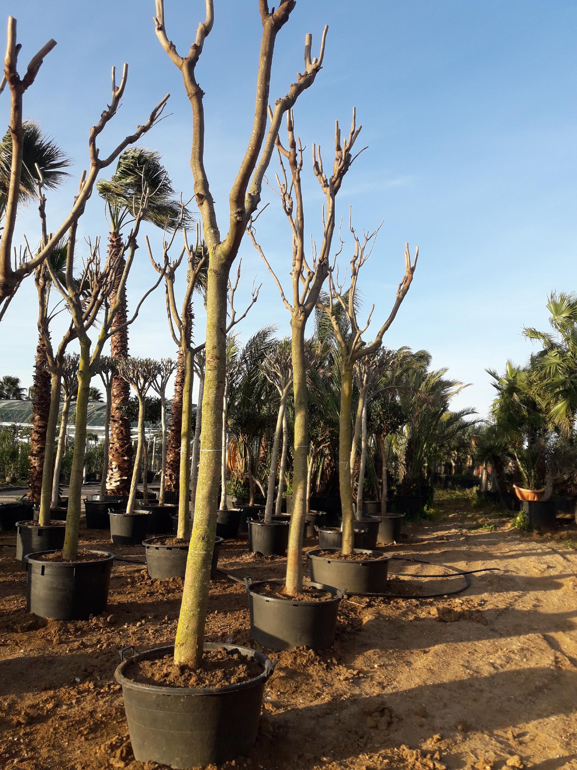 JACARANDA IN VASO albero VASO 150 L
