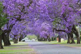 JACARANDA IN VASO albero VASO 150 L