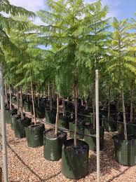 JACARANDA IN VASO albero VASO 150 L