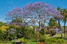 JACARANDA IN VASO albero VASO 150 L