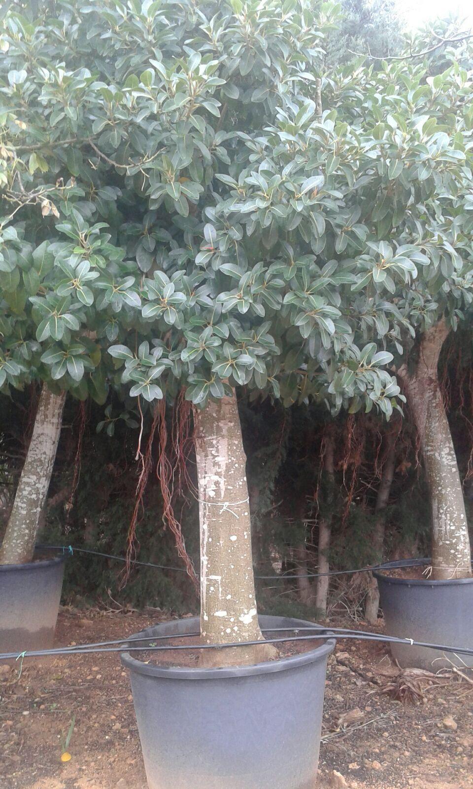 FICUS AUSTRALIS albero VASO 240 L