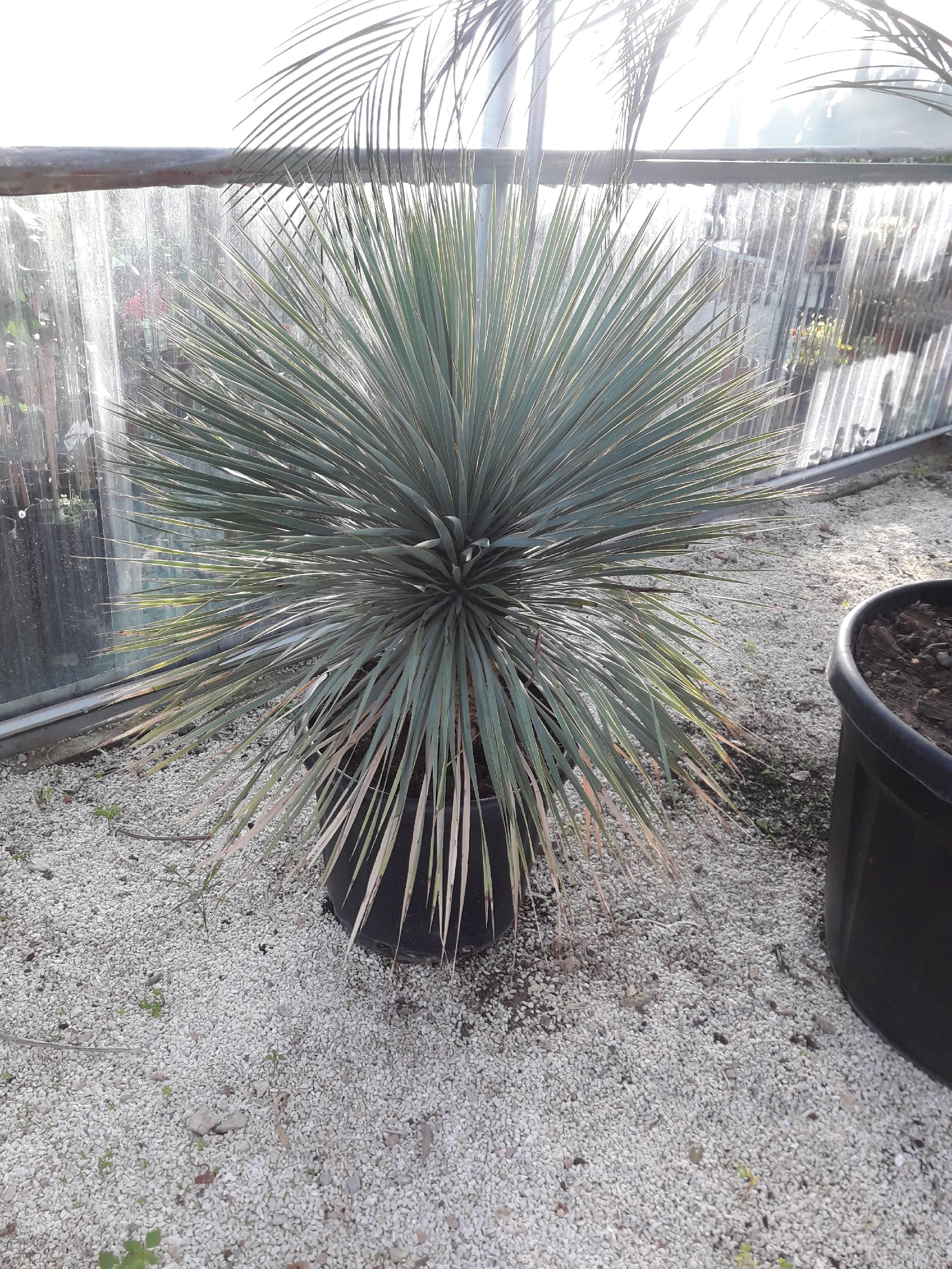 YUCCA ROSTRATA ORNAMENTALE VASO 40