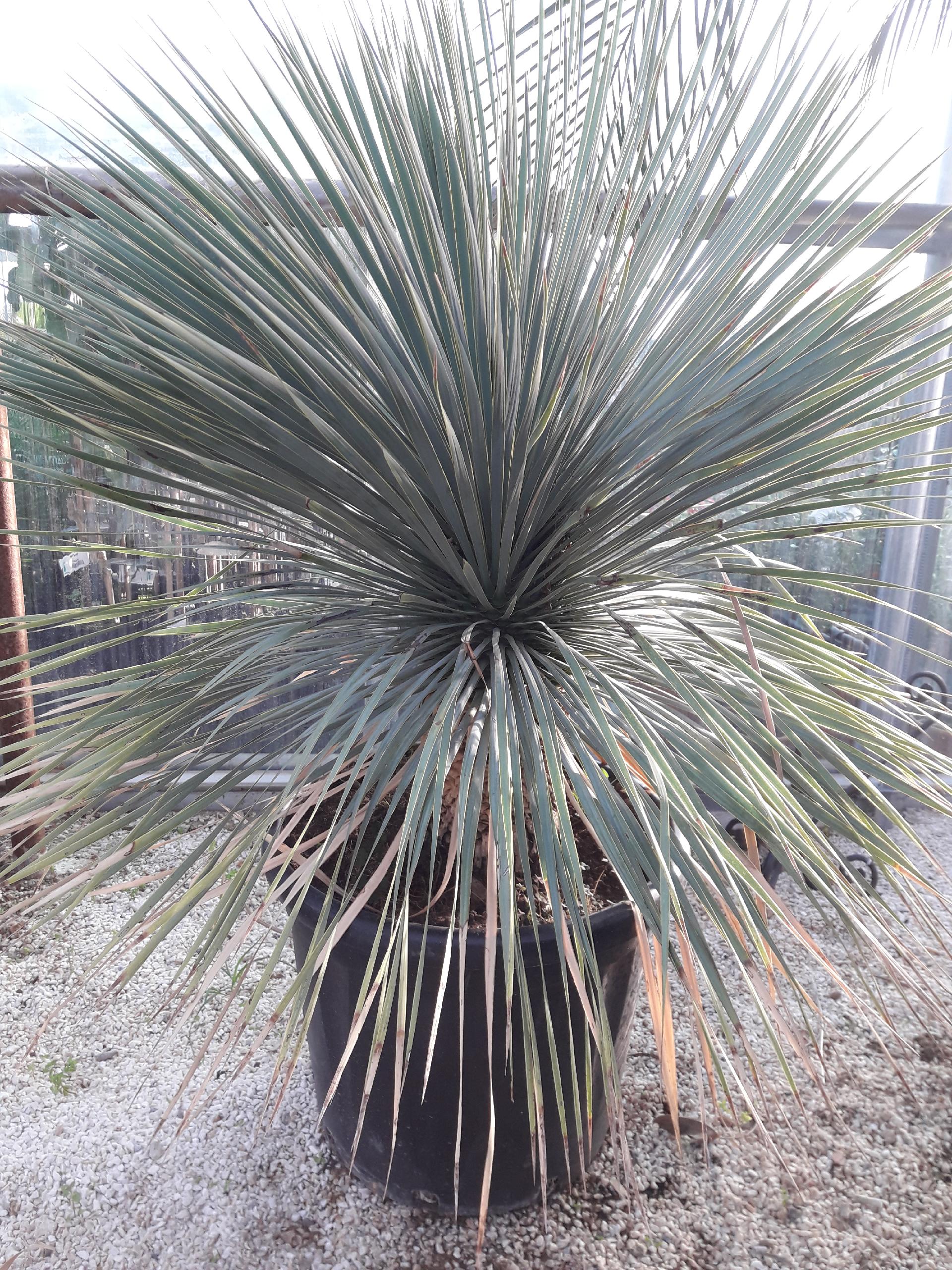 YUCCA ROSTRATA ORNAMENTALE VASO 40