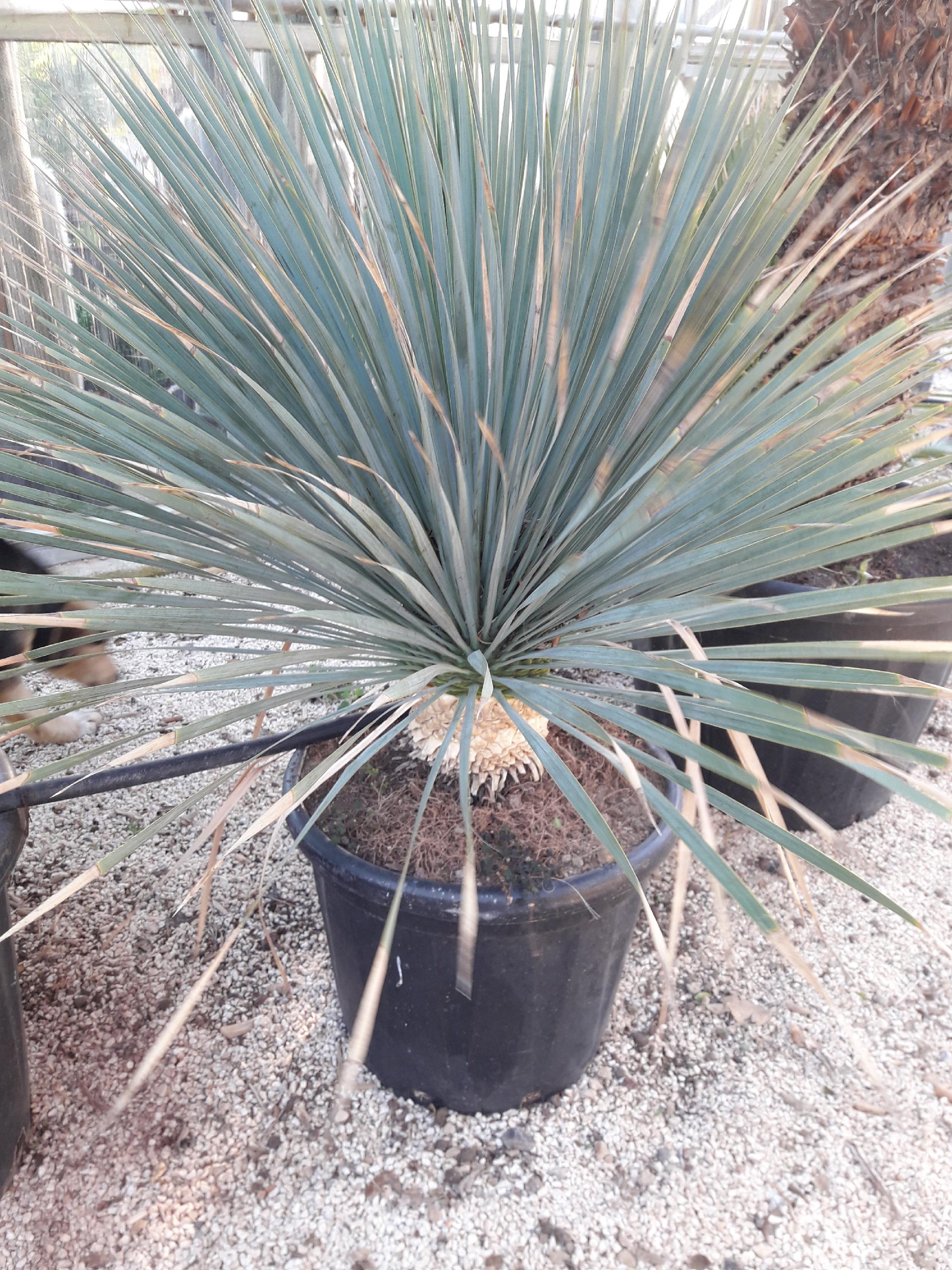 YUCCA ROSTRATA ORNAMENTALE VASO 40