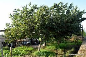 ANNONA CHERIMOLA albero VASO CONICO 16 - 18