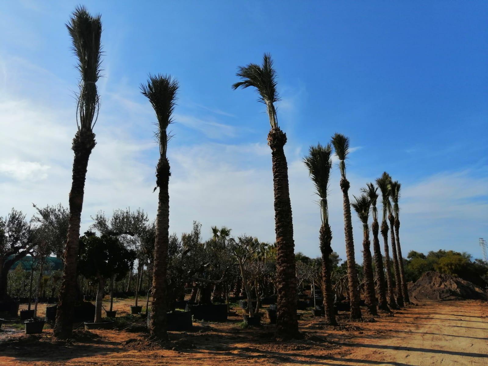 PALMA DATTILIFERA ORNAMENTALE da zolla 2mt tronco