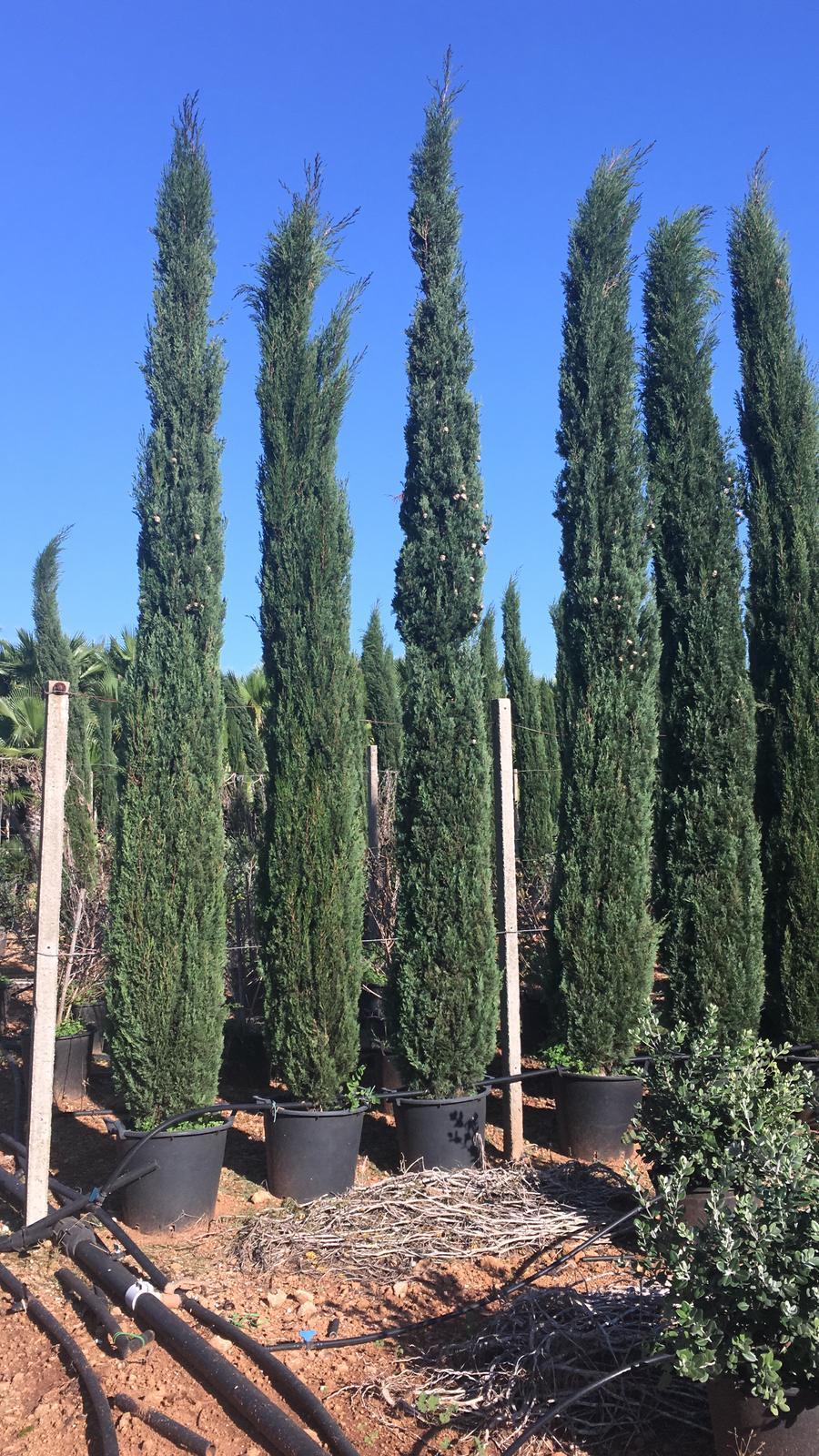 CIPRESSO TOSCANO sempervivero VASO 20