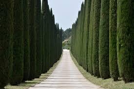 CIPRESSO TOSCANO sempervivero VASO 20