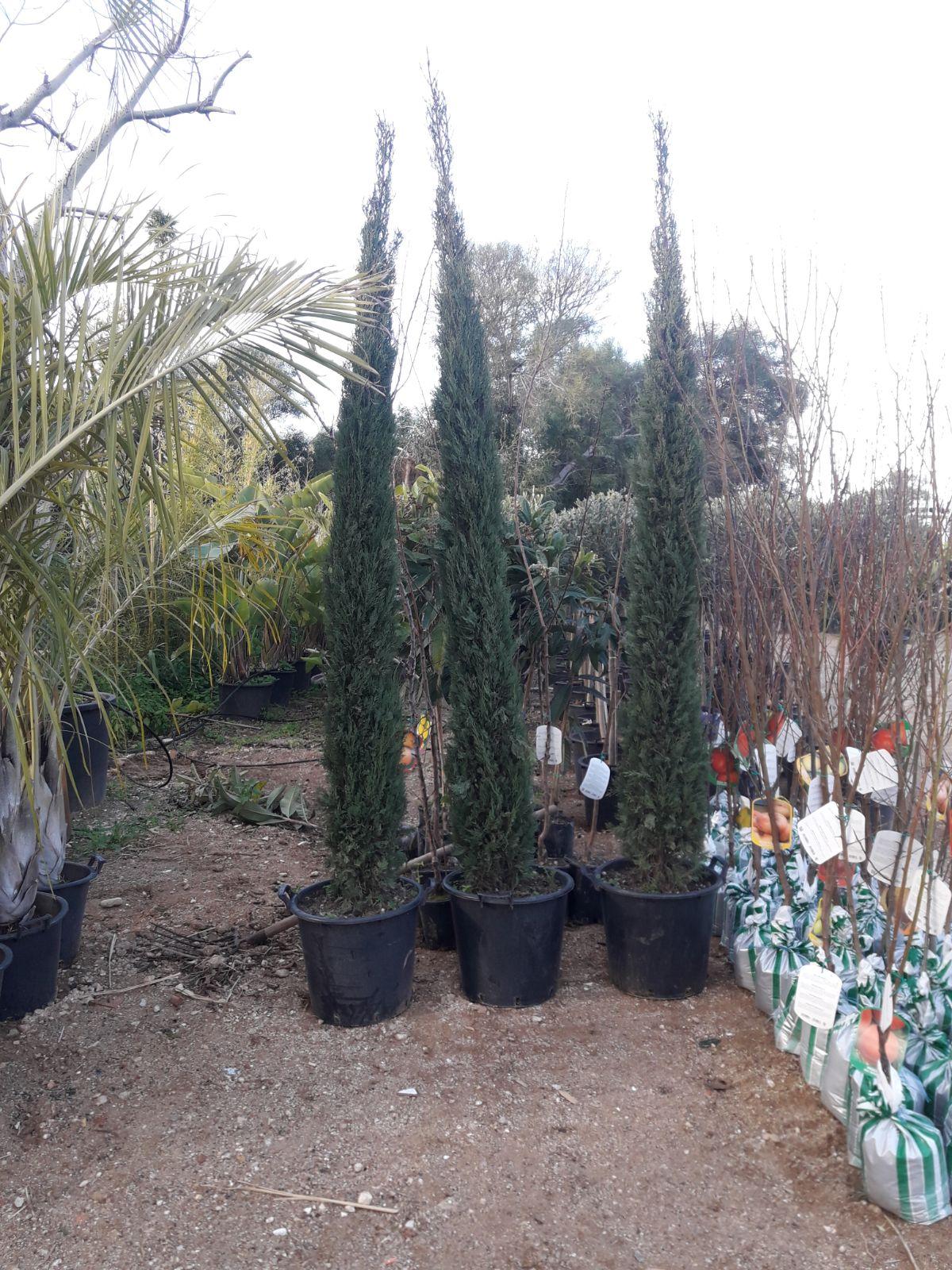 CIPRESSO TOSCANO sempervivero VASO 20
