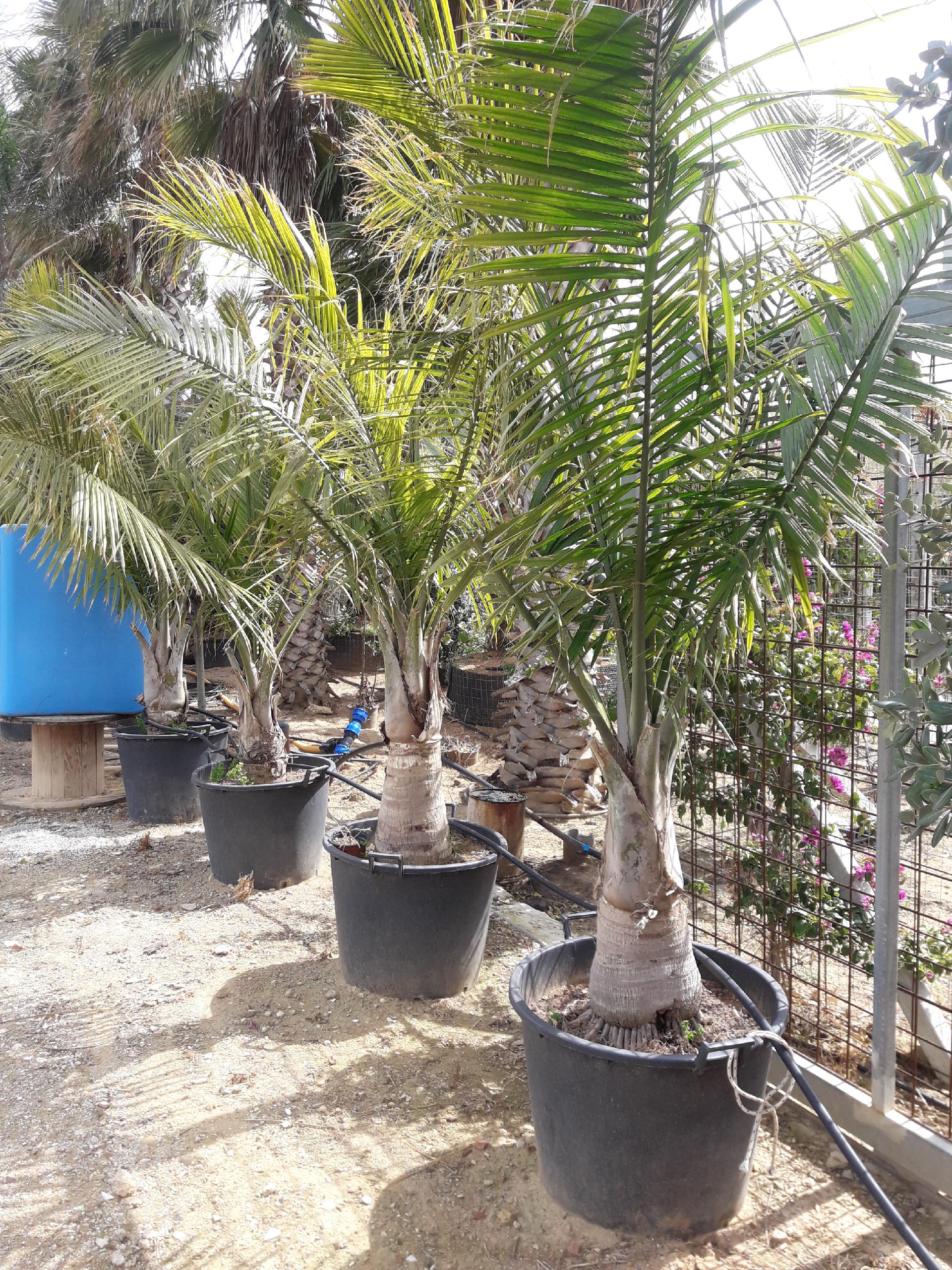 RAVANEA RIVULARIS ORNAMENTALE VASO 200 L