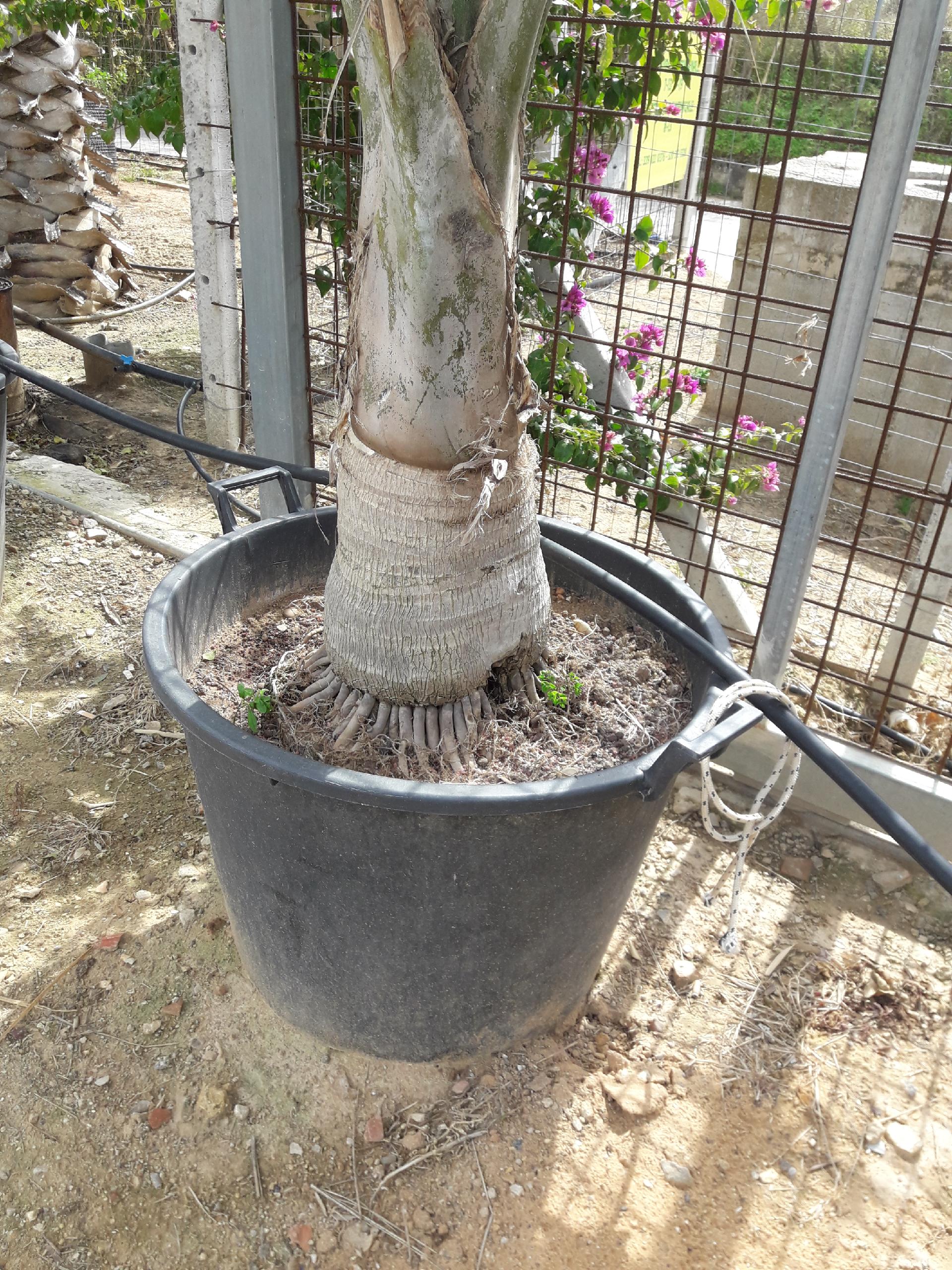 RAVANEA RIVULARIS ORNAMENTALE VASO 200 L