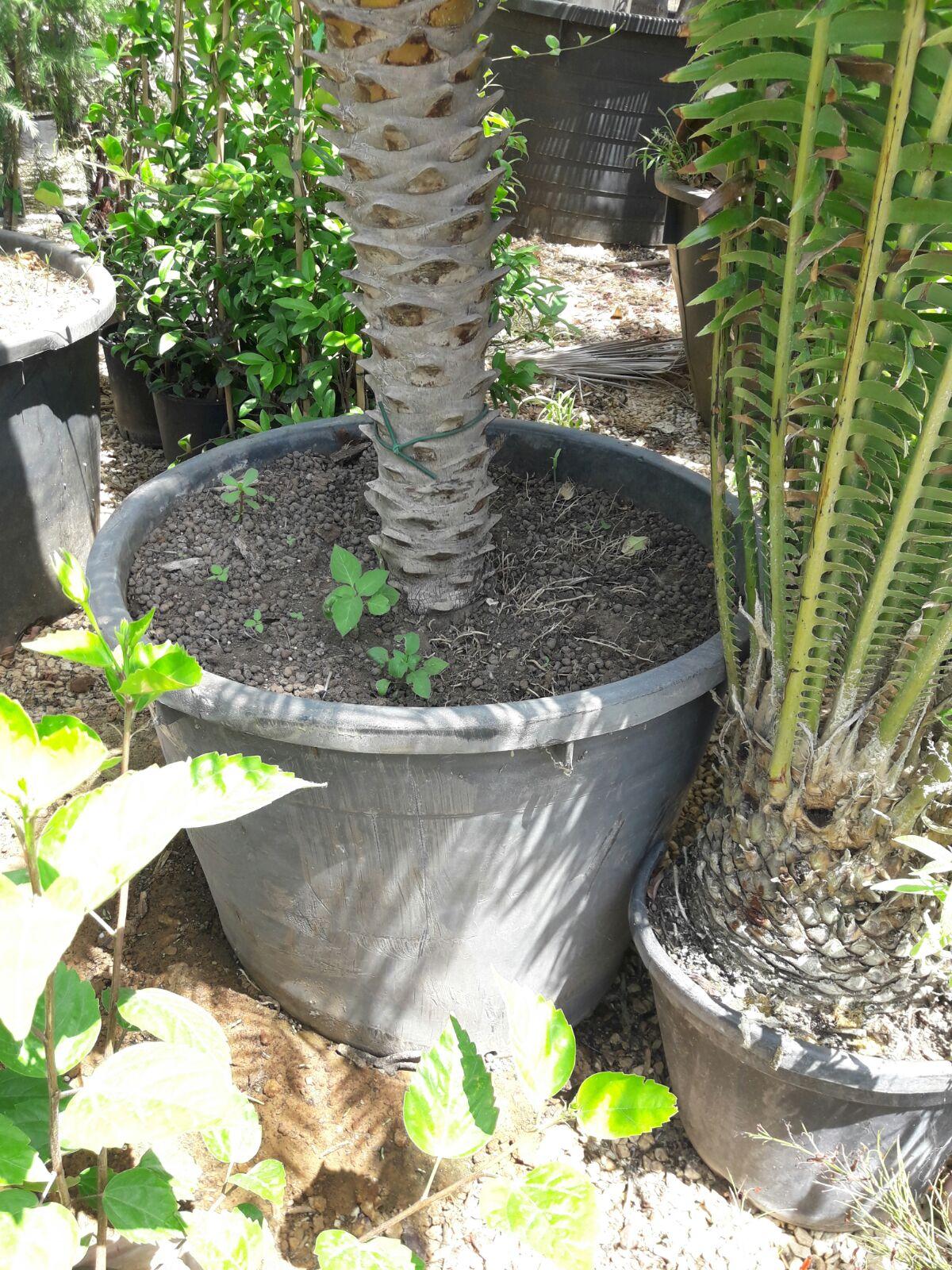 ROBELLINA IN VASO ORNAMENTALE vaso 26/28