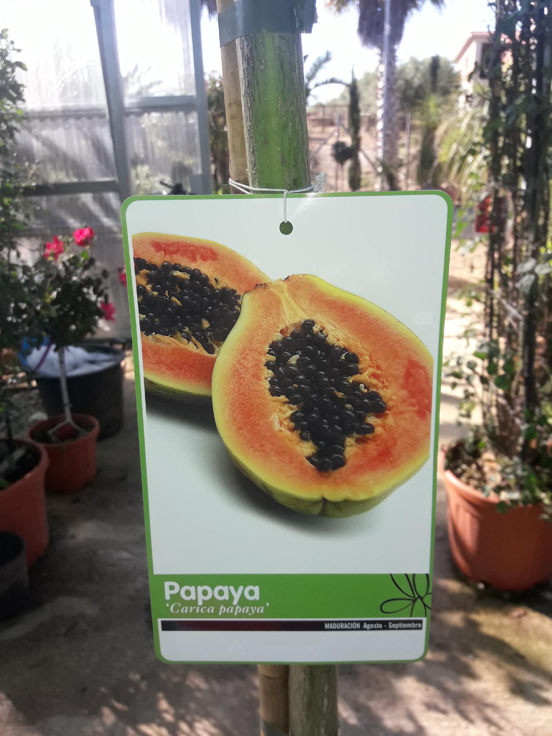 PAPAYA VARIETA CARIOCA ALBERO TROPICALE vaso 24 - 26