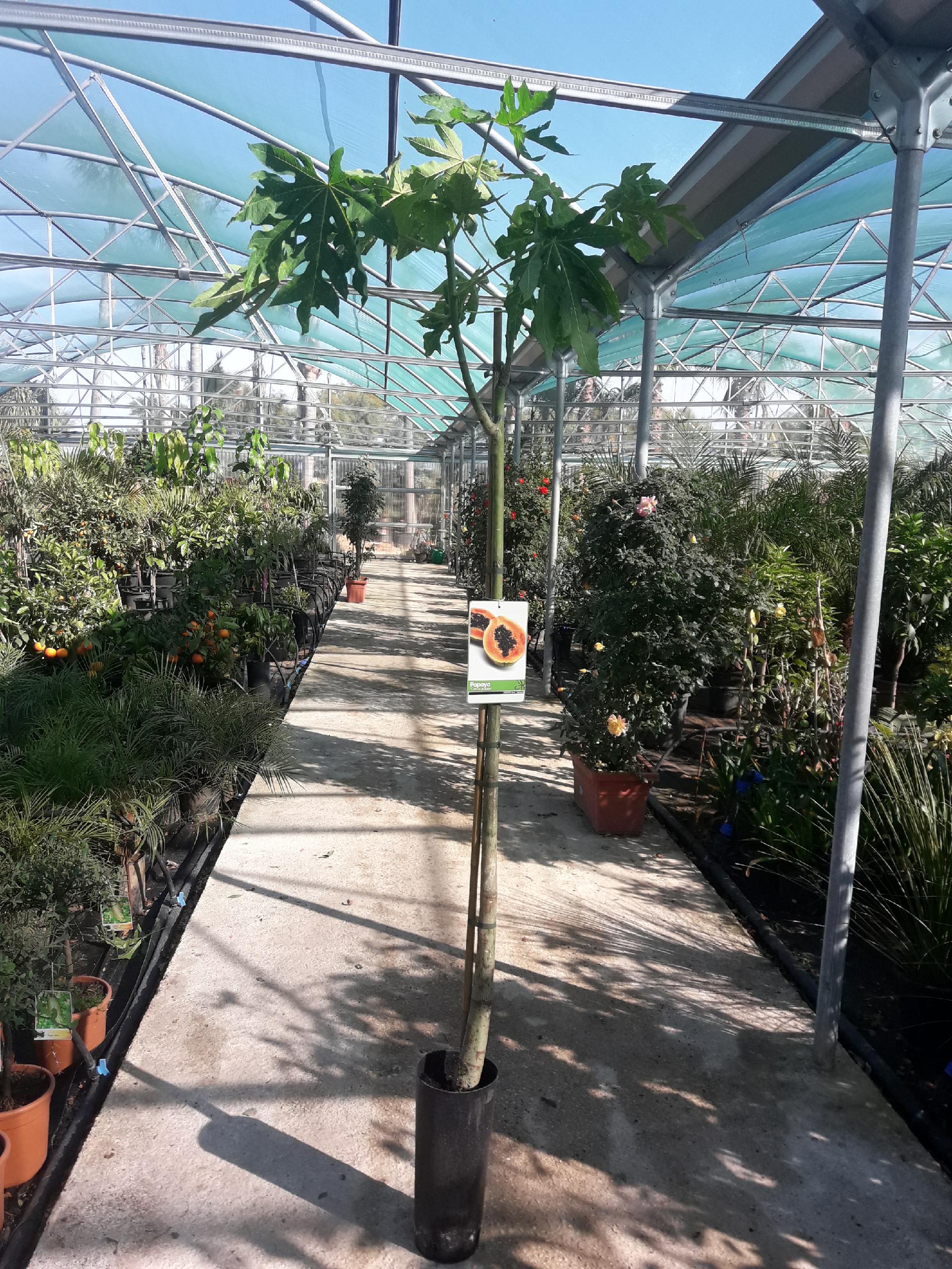 PAPAYA VARIETA CARIOCA ALBERO TROPICALE vaso 24 - 26
