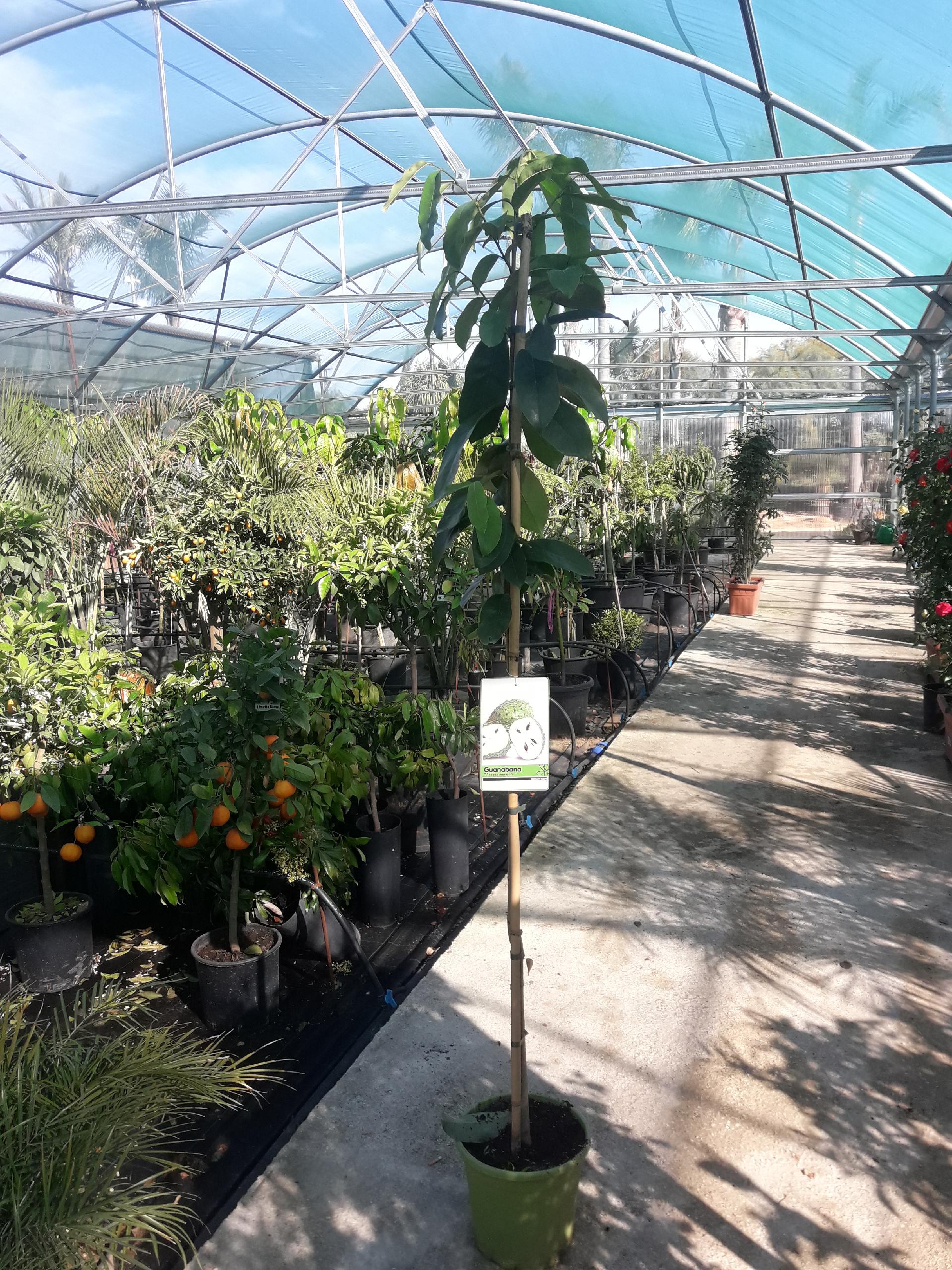 ANNONA MURICATA VASO albero vaso 26