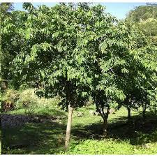 ANNONA MURICATA VASO albero vaso 26