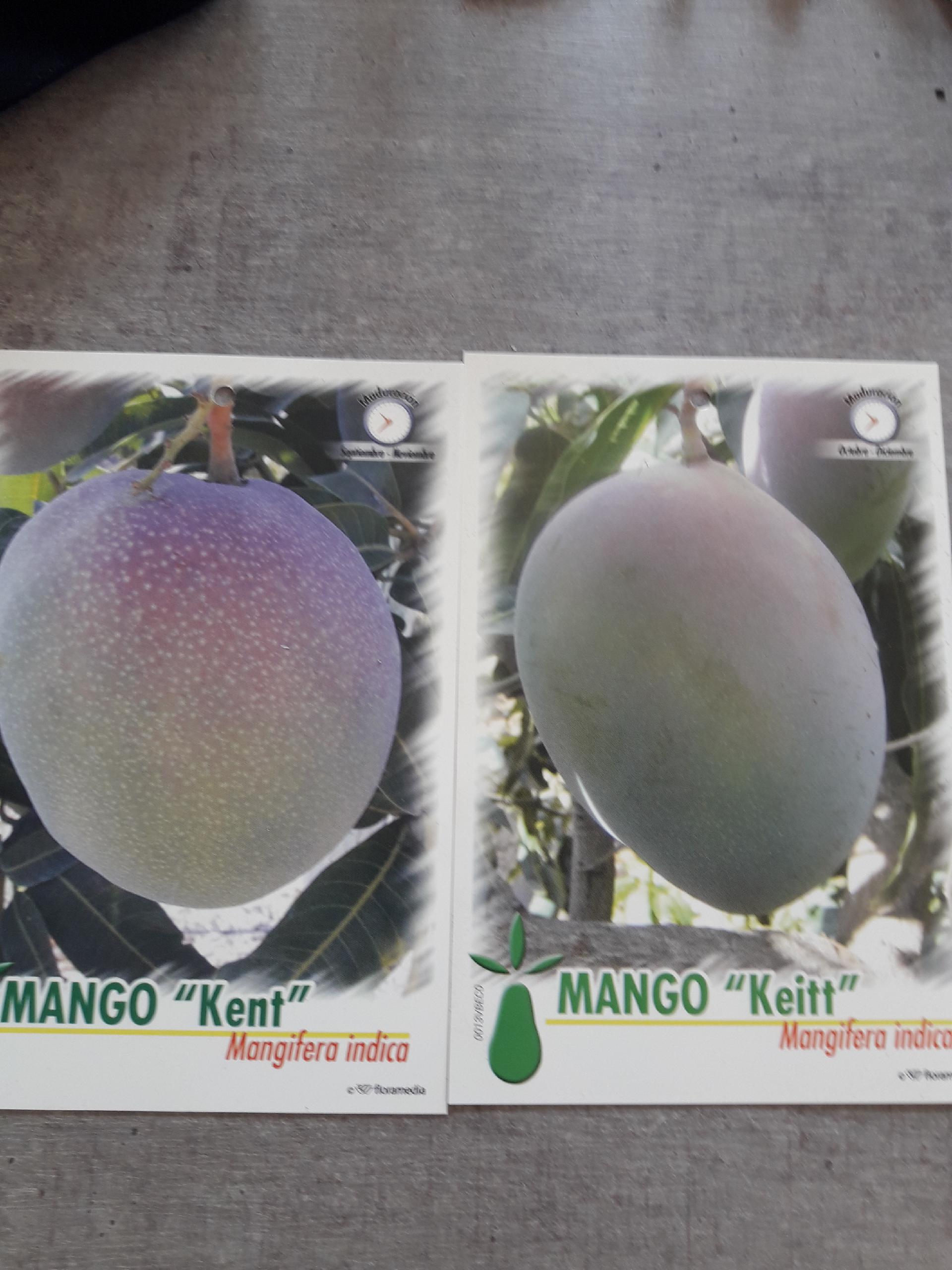 MANGO KENT VARIETA KENT INNESTATO VASO CONICO 16 - 18
