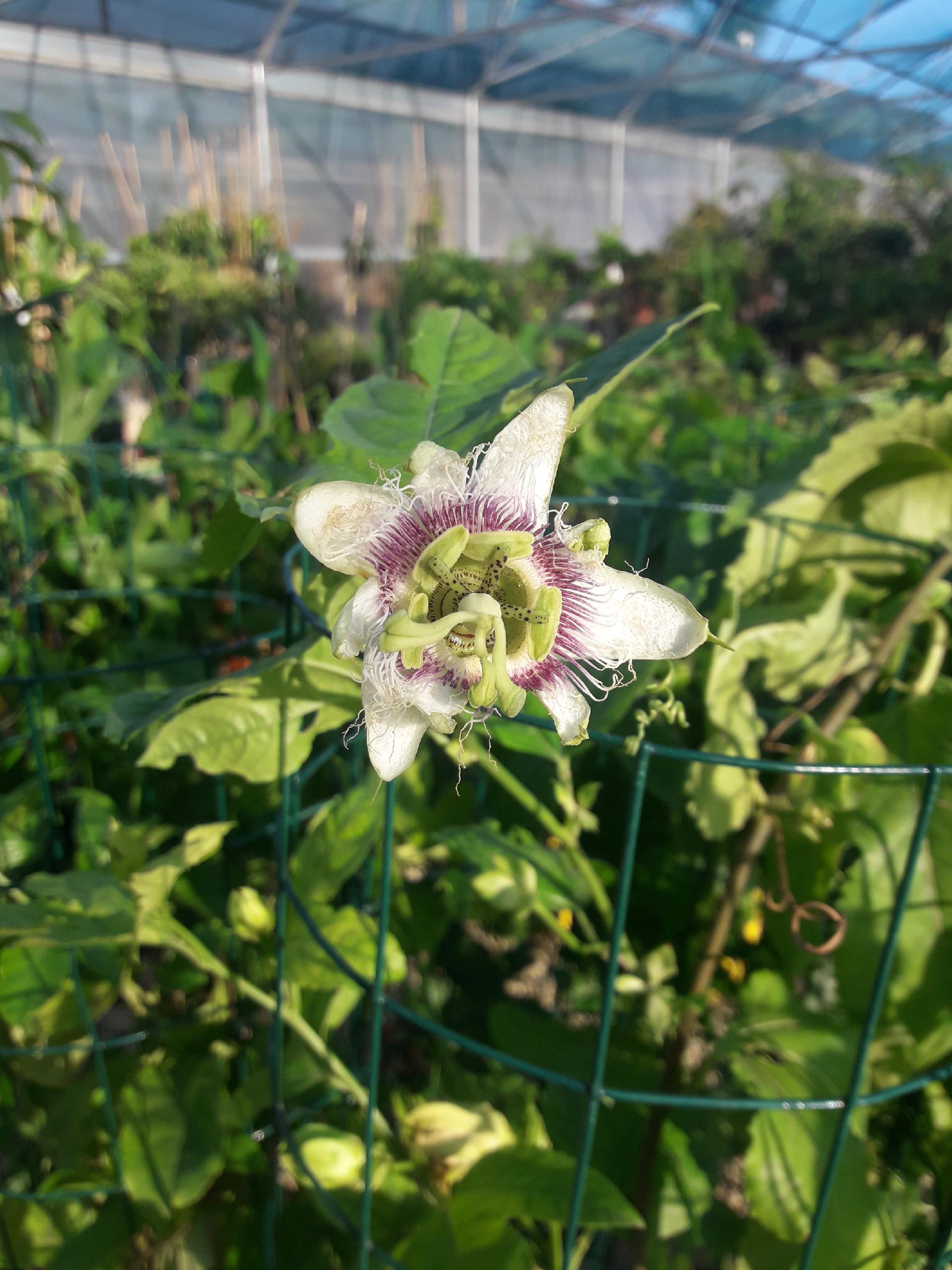 PASSIFLORA EDULIS RAMPICANTE vaso 26